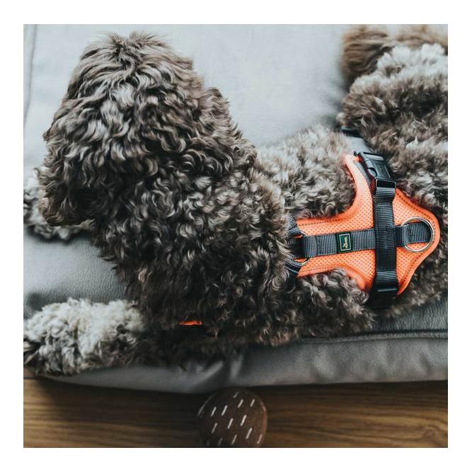 Geschirr Maldon - orange/grau