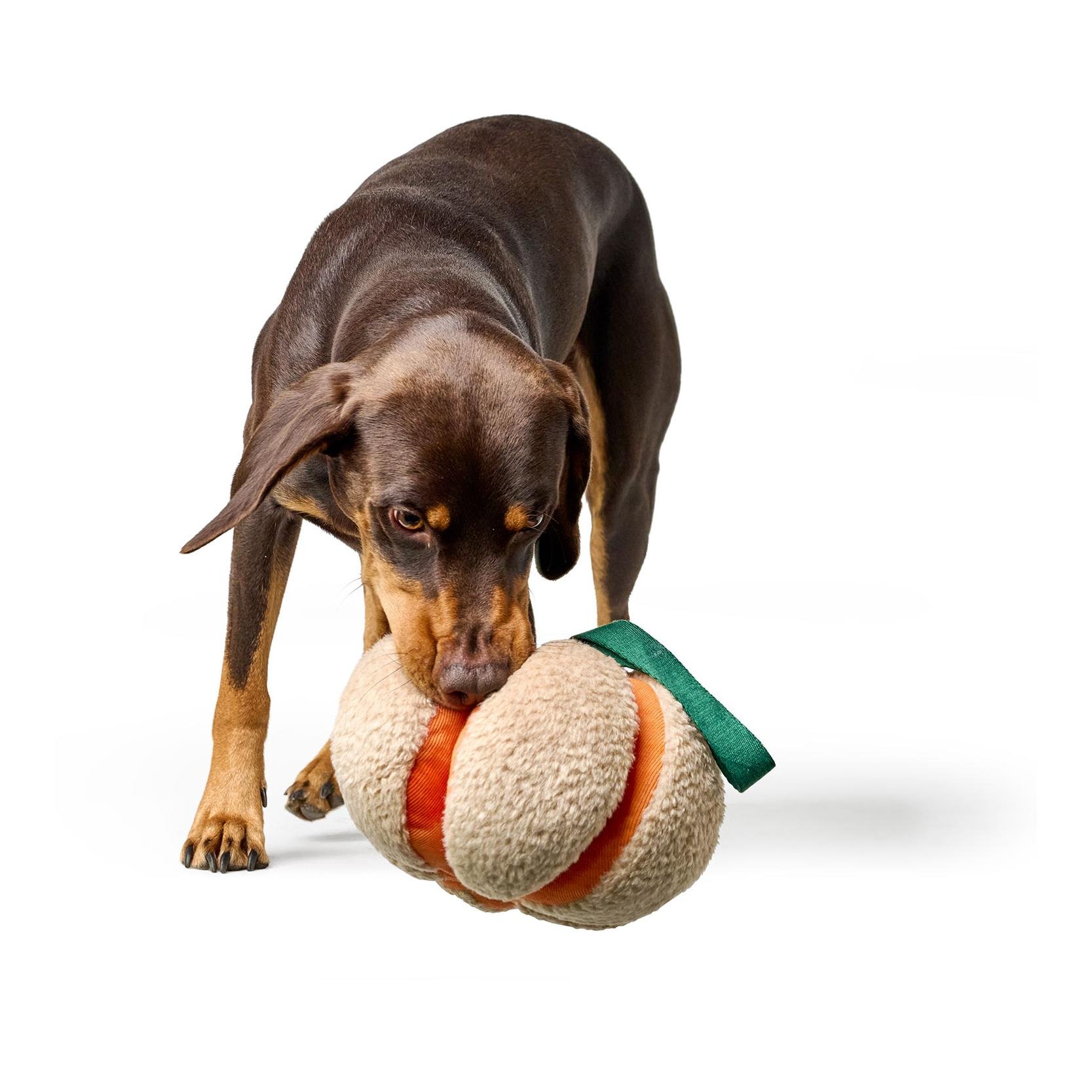 Hundespielzeug Venice Kürbis