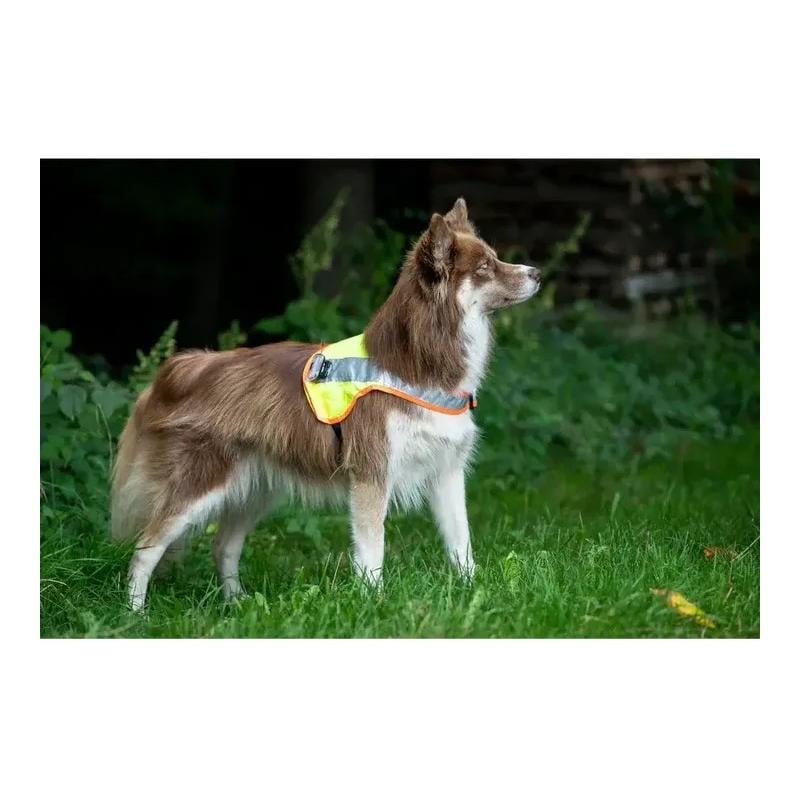 Hundeleuchtdecke Balou LED