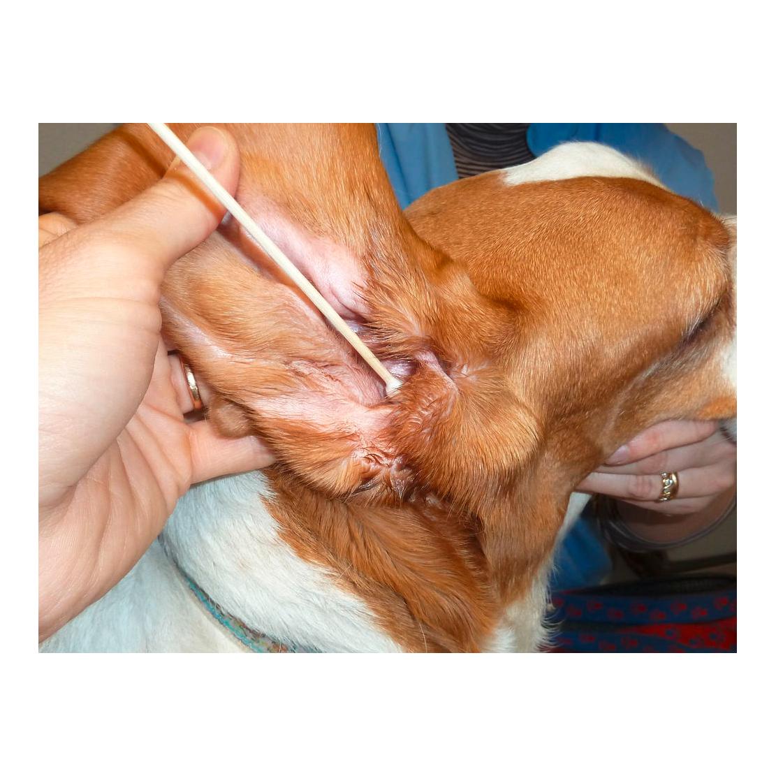 Wattestäbchen Bamboo Stick