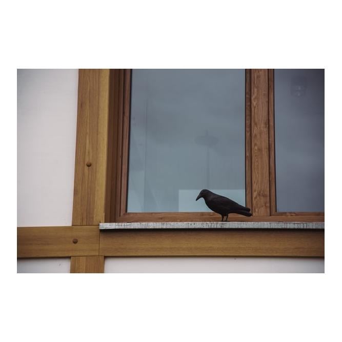 Bradas Vogelabwehr - Rabe sitzend