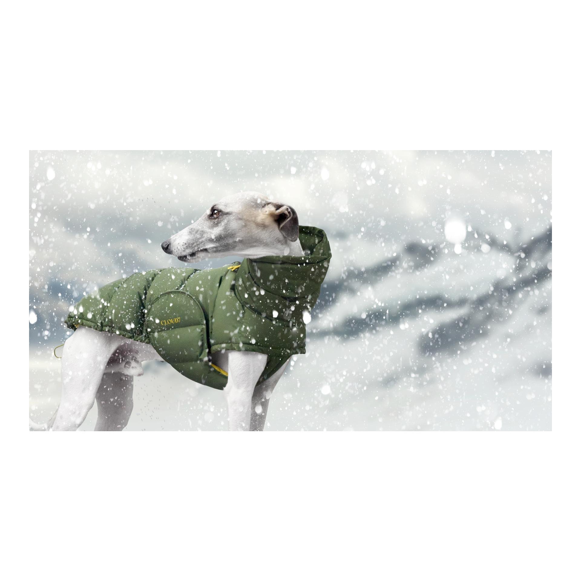 Windhundmantel Alaska