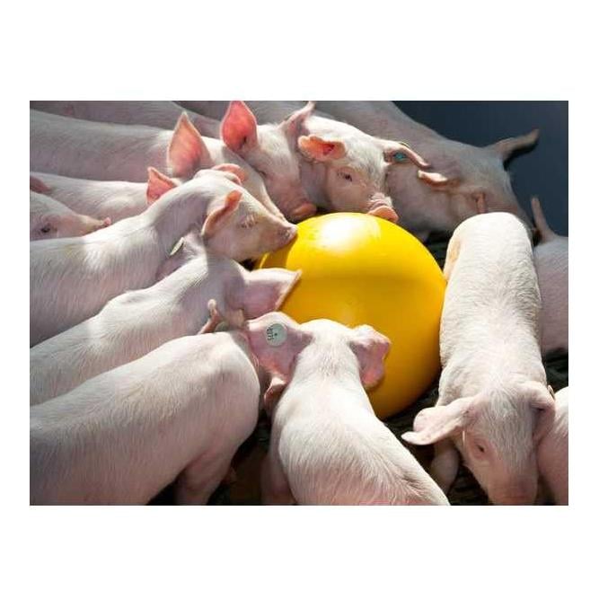 Balle pour porcelets ANTI-STRESS