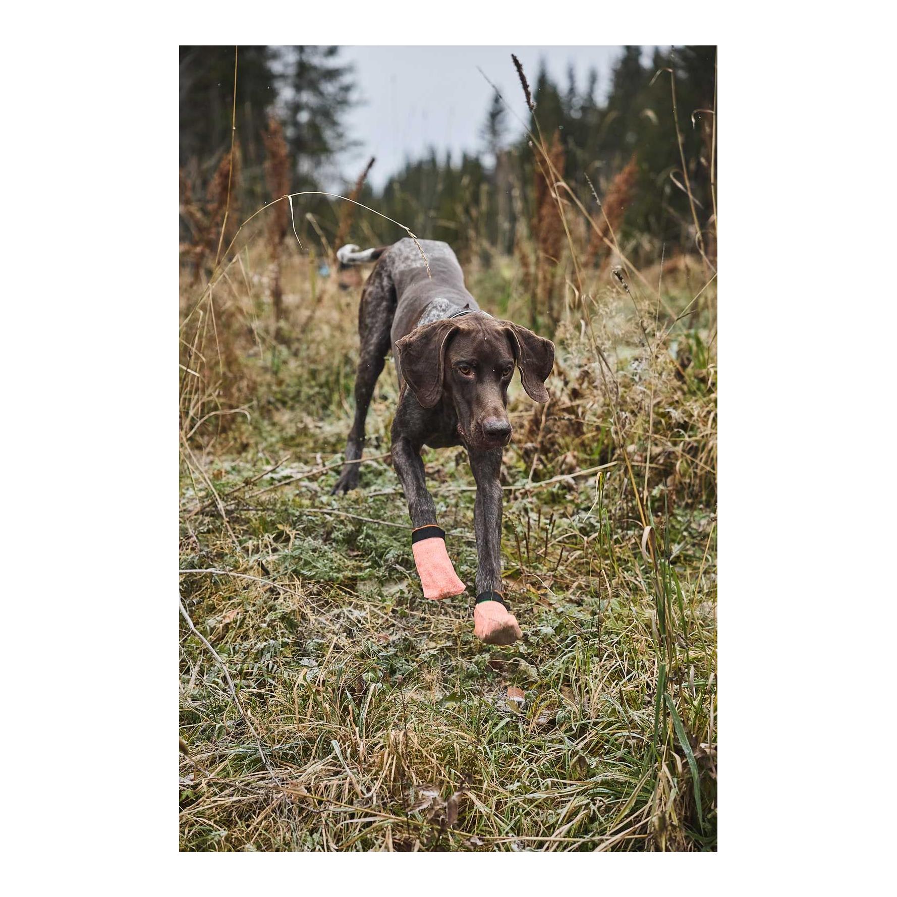 Protector Light Socks Chaussures pour chiens