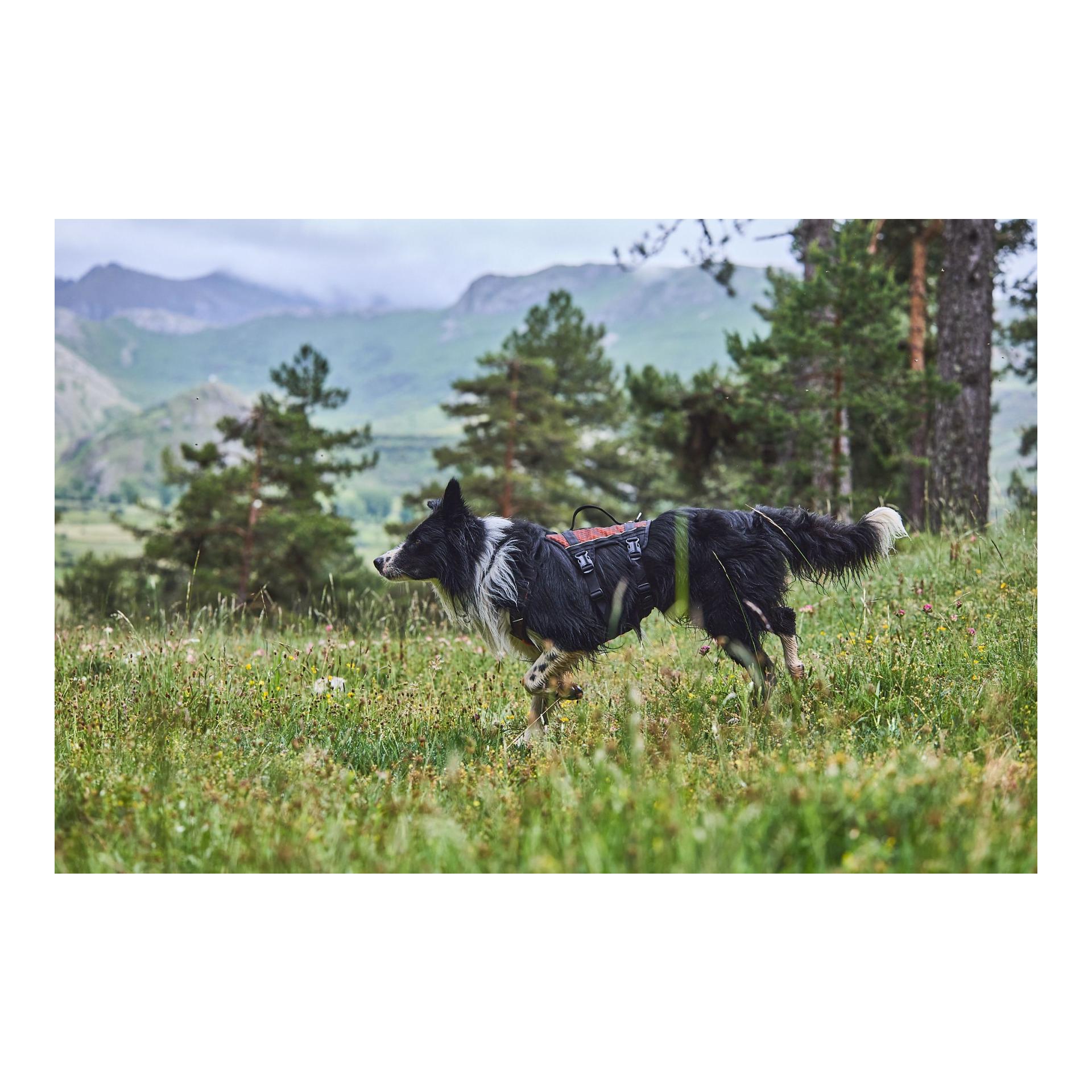 Hundegeschirr Rock Harness long 