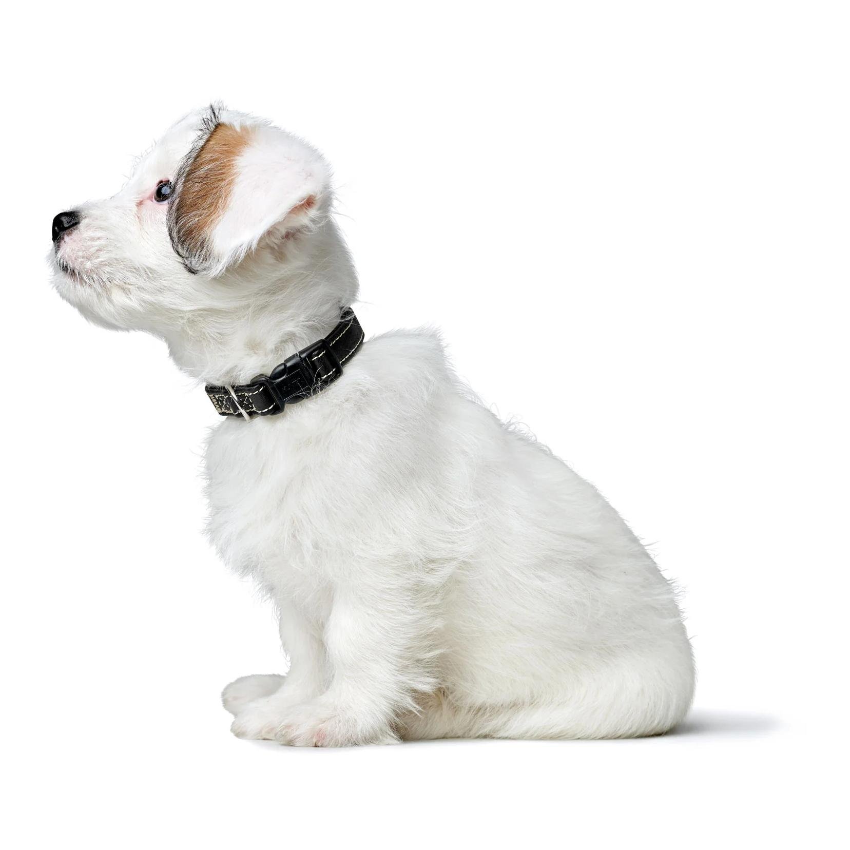 Halsband Click Canadian Up