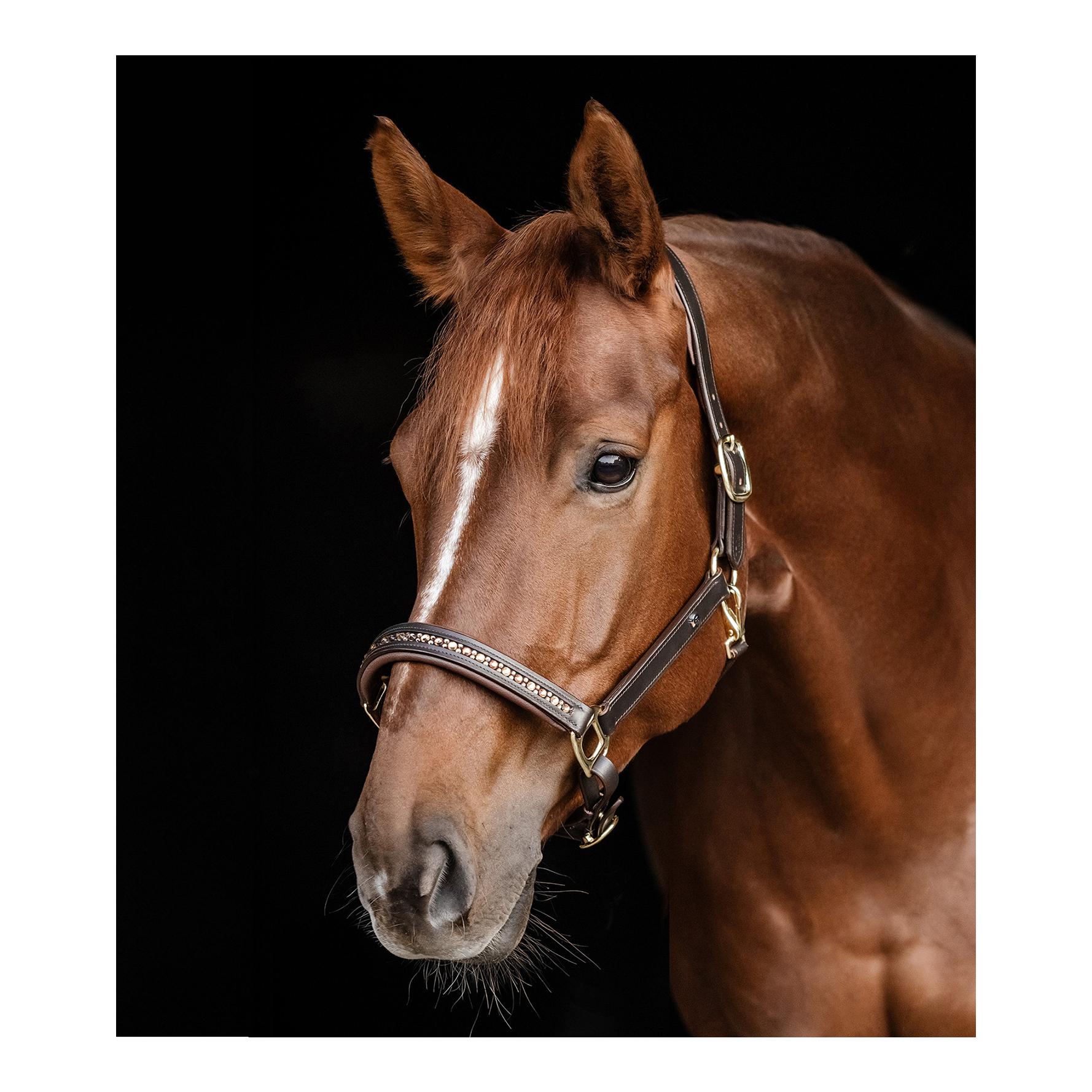 Lederhalfter Crystal