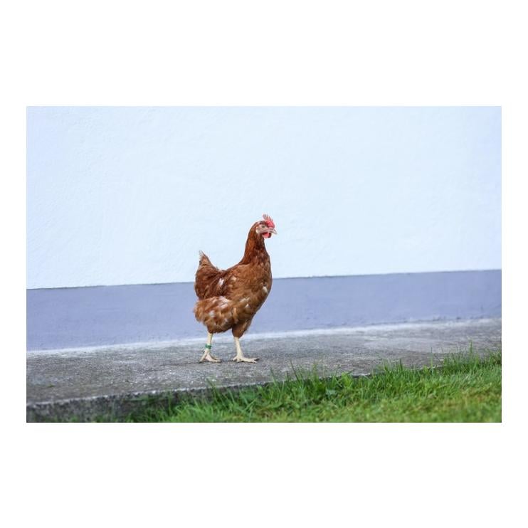 Hühnerfussringe Spirale