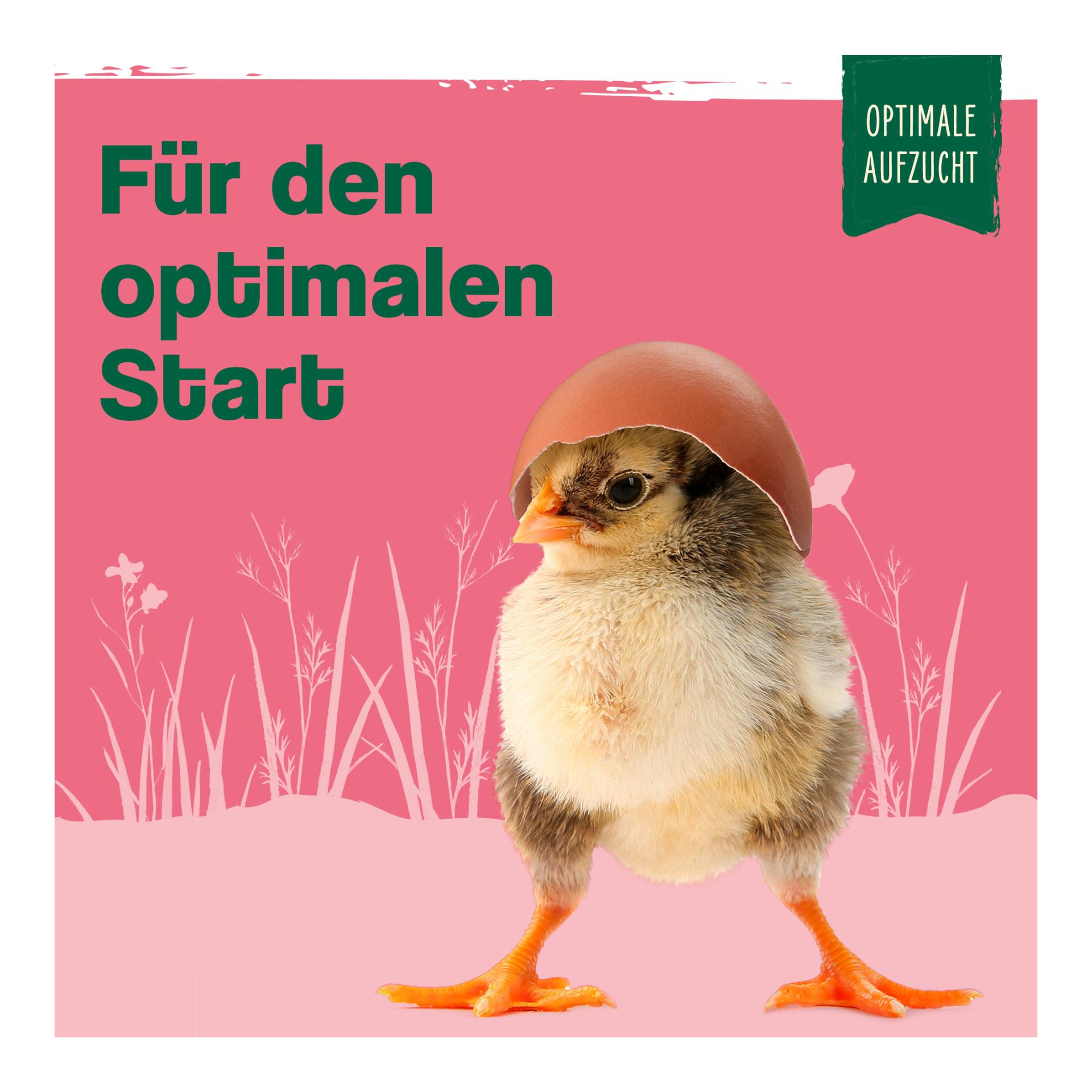 IdaPlus Küken Booster - optimale Küken Aufzucht - essenzielle Hühner Vitamine