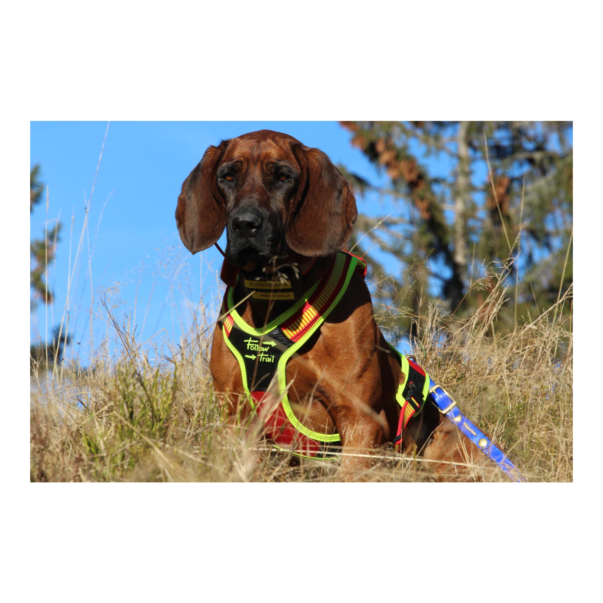 Hundeführgeschirr Follow Trail