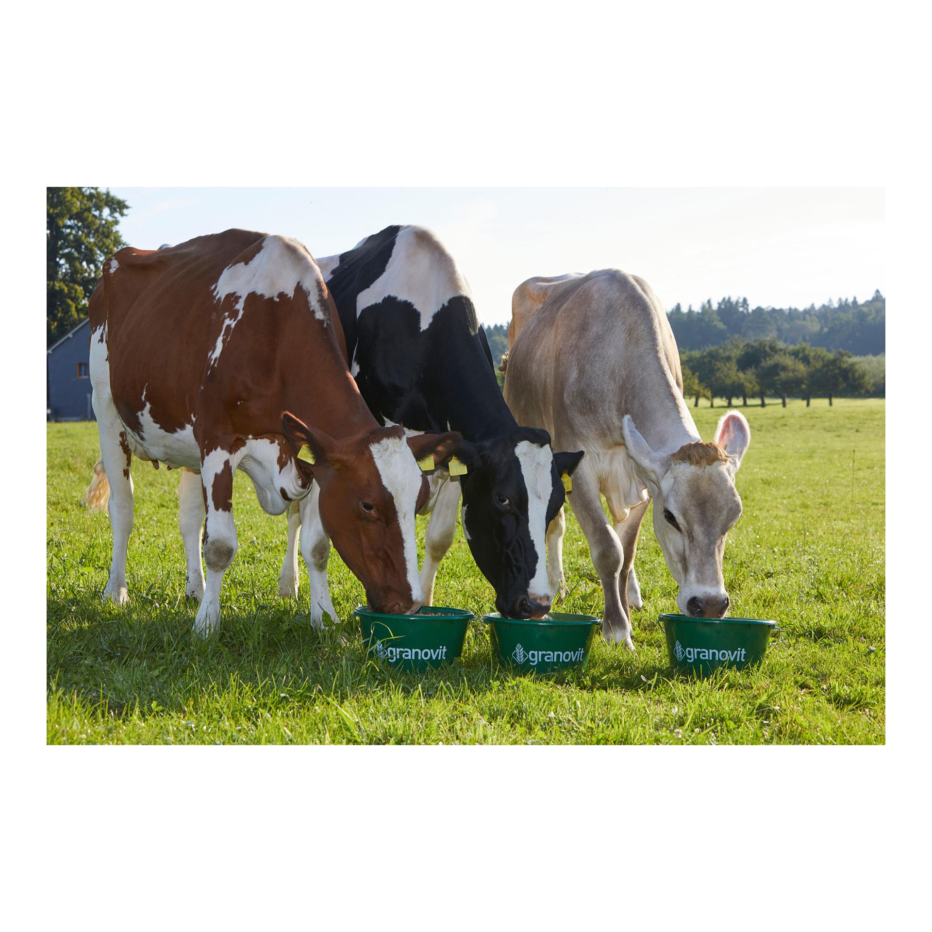 granovit Seau à lécher spécial osier