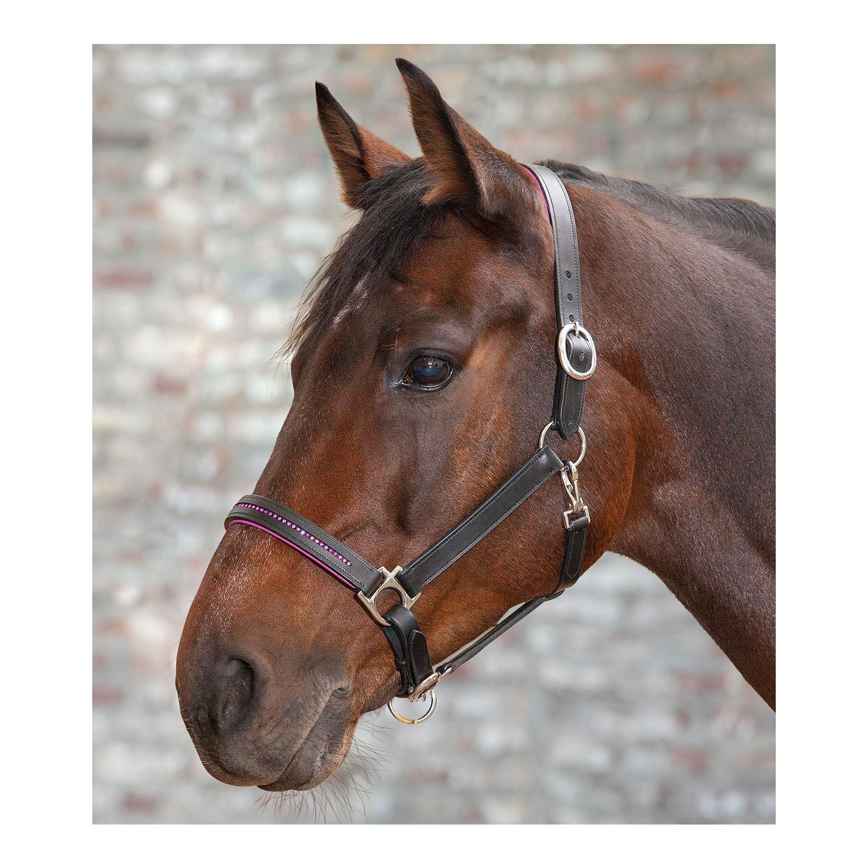 Image of Star Lederhalfter Diamond - schwarz/ pink - Schwarz/Pink - bei Hauptner.ch