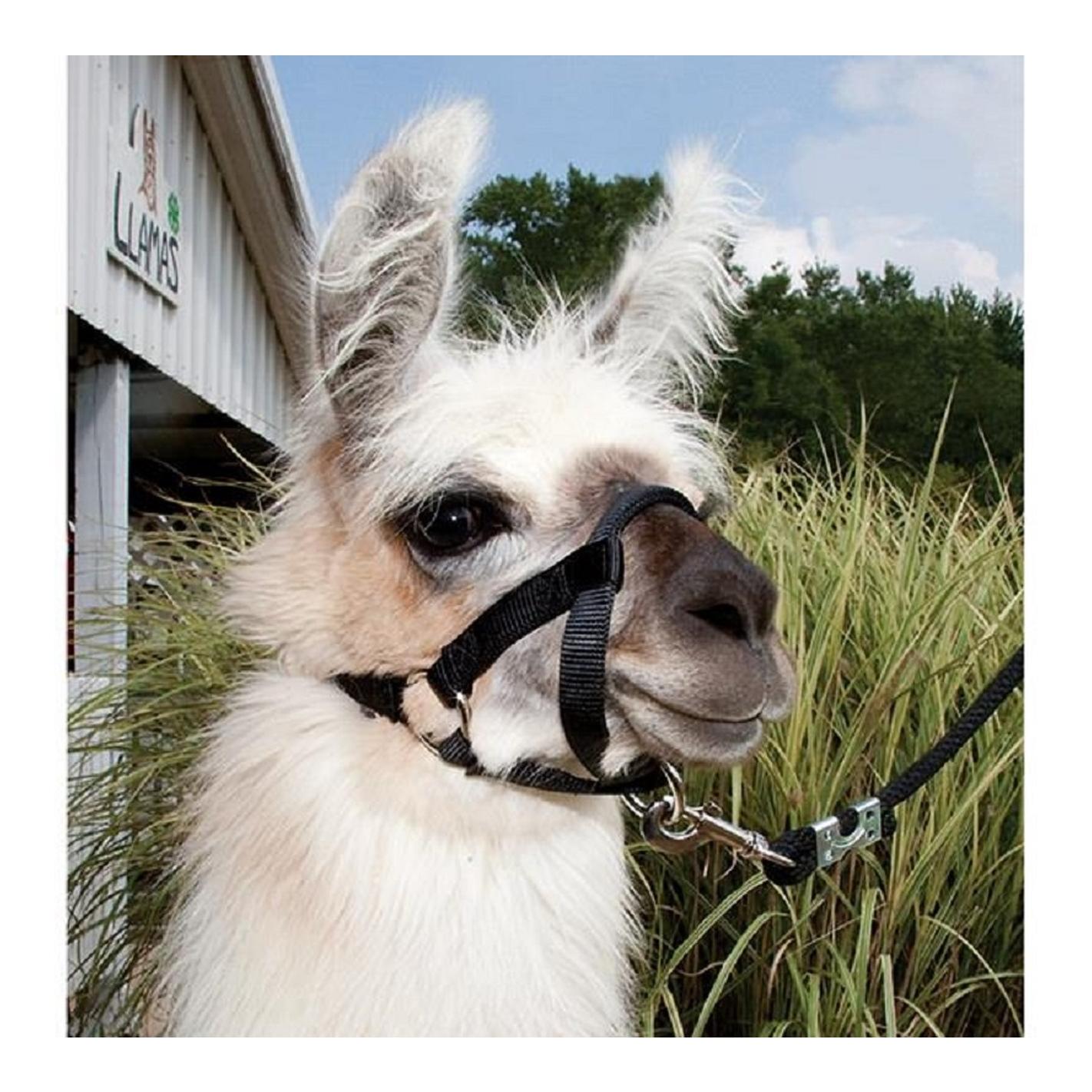 Lamahalfter - schwarz