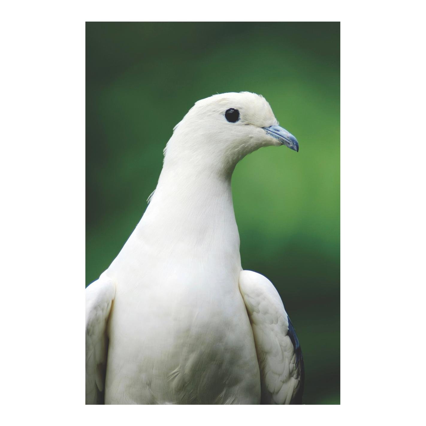 granovit Taubenfutter Körner