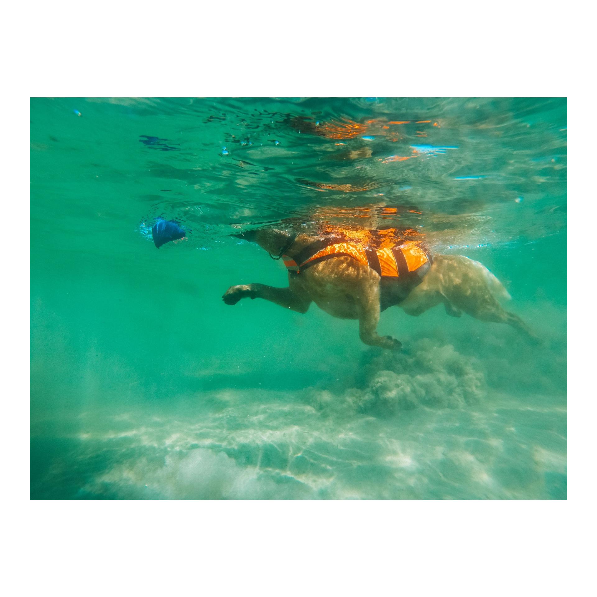 Safe Life Jacket 2.0 Hundeschwimmweste - orange 