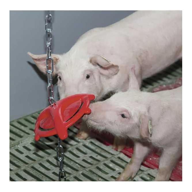 Anneau de morsure de porcelet, chaîne de suspension incluse