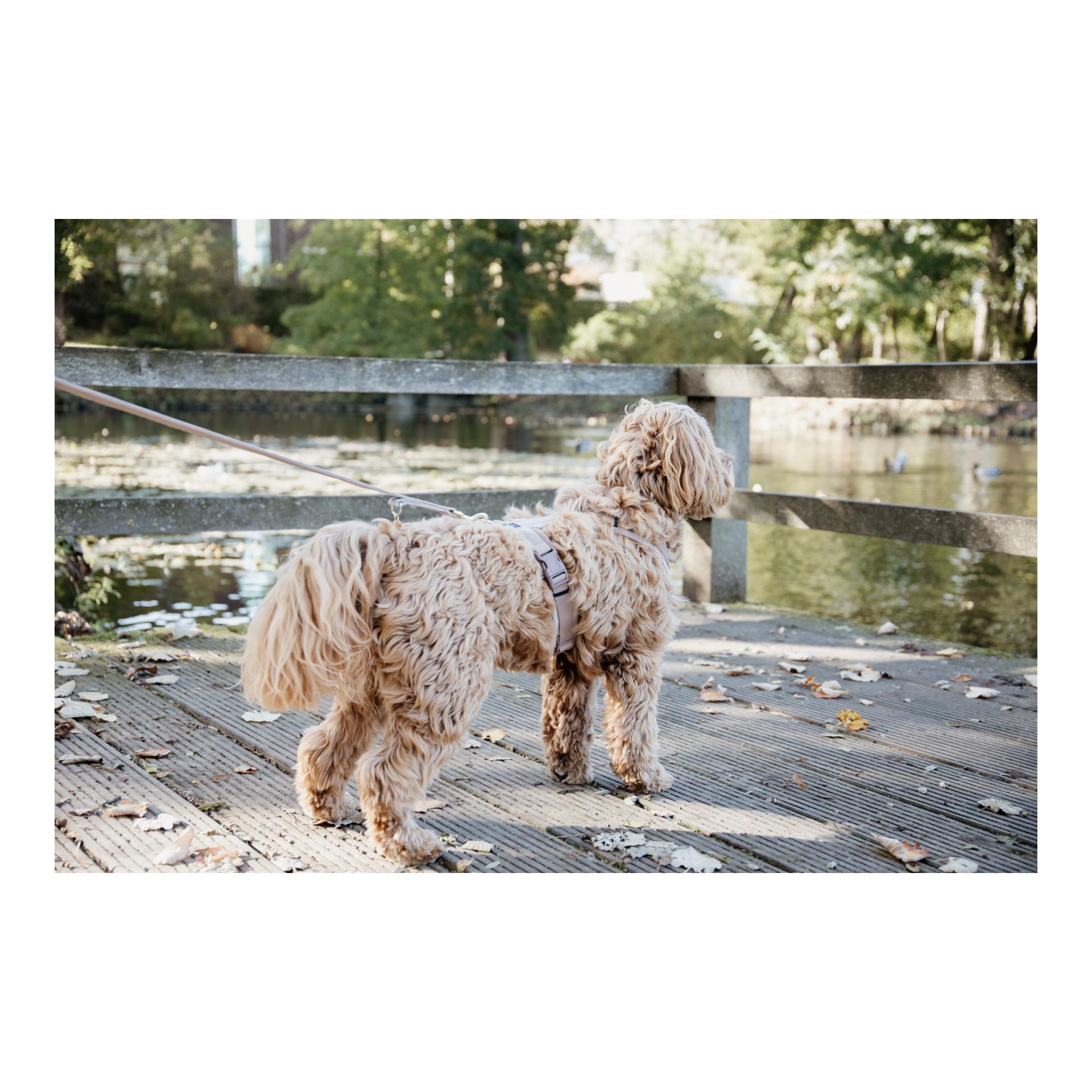 Hundegeschirr Active Velvet