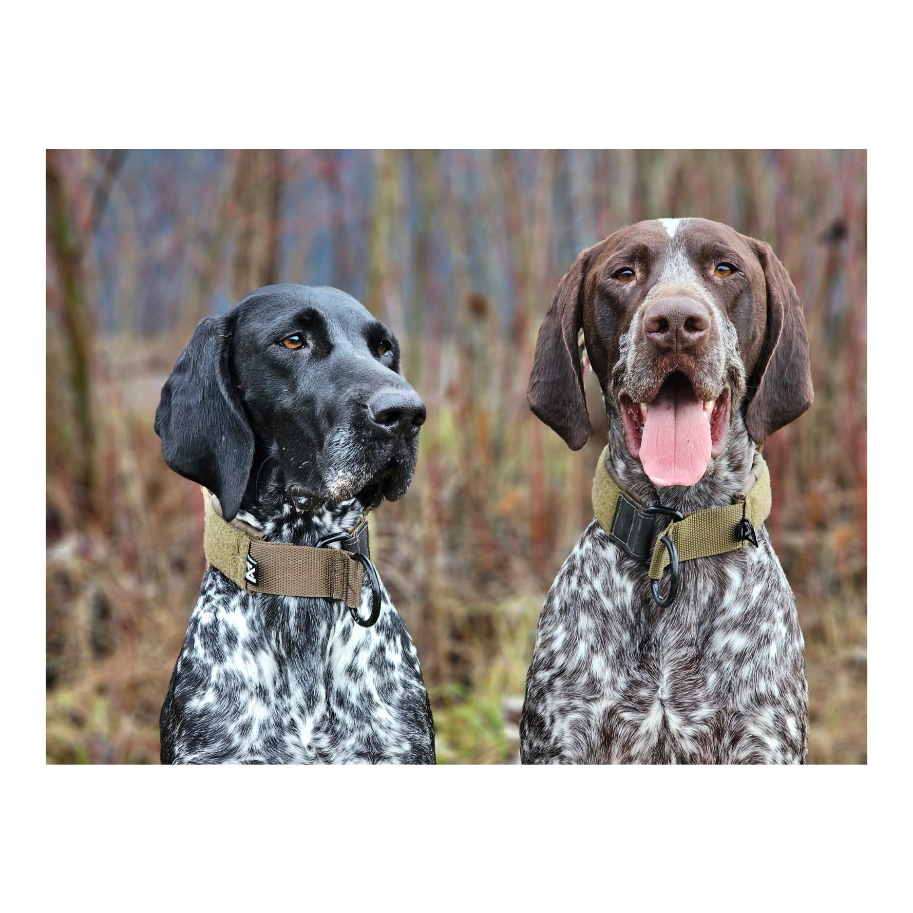 Hundehalsband Solid Collar Working Dog