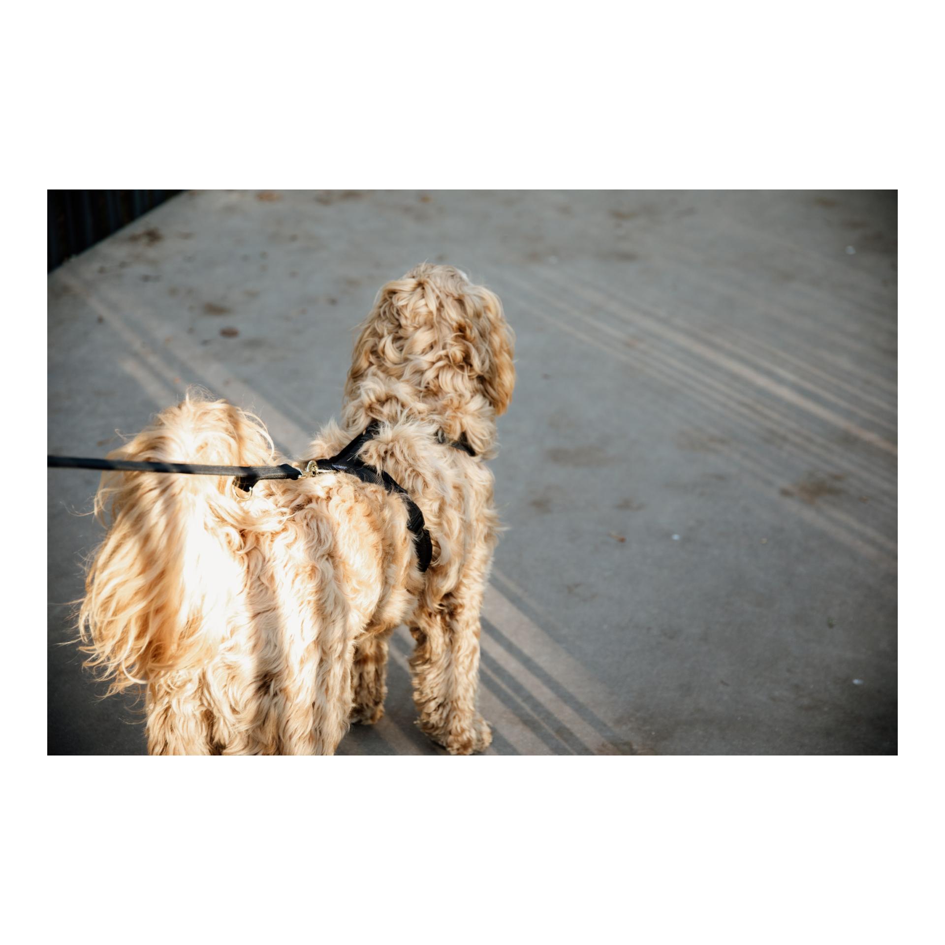 Harnais pour chien Active Velvet