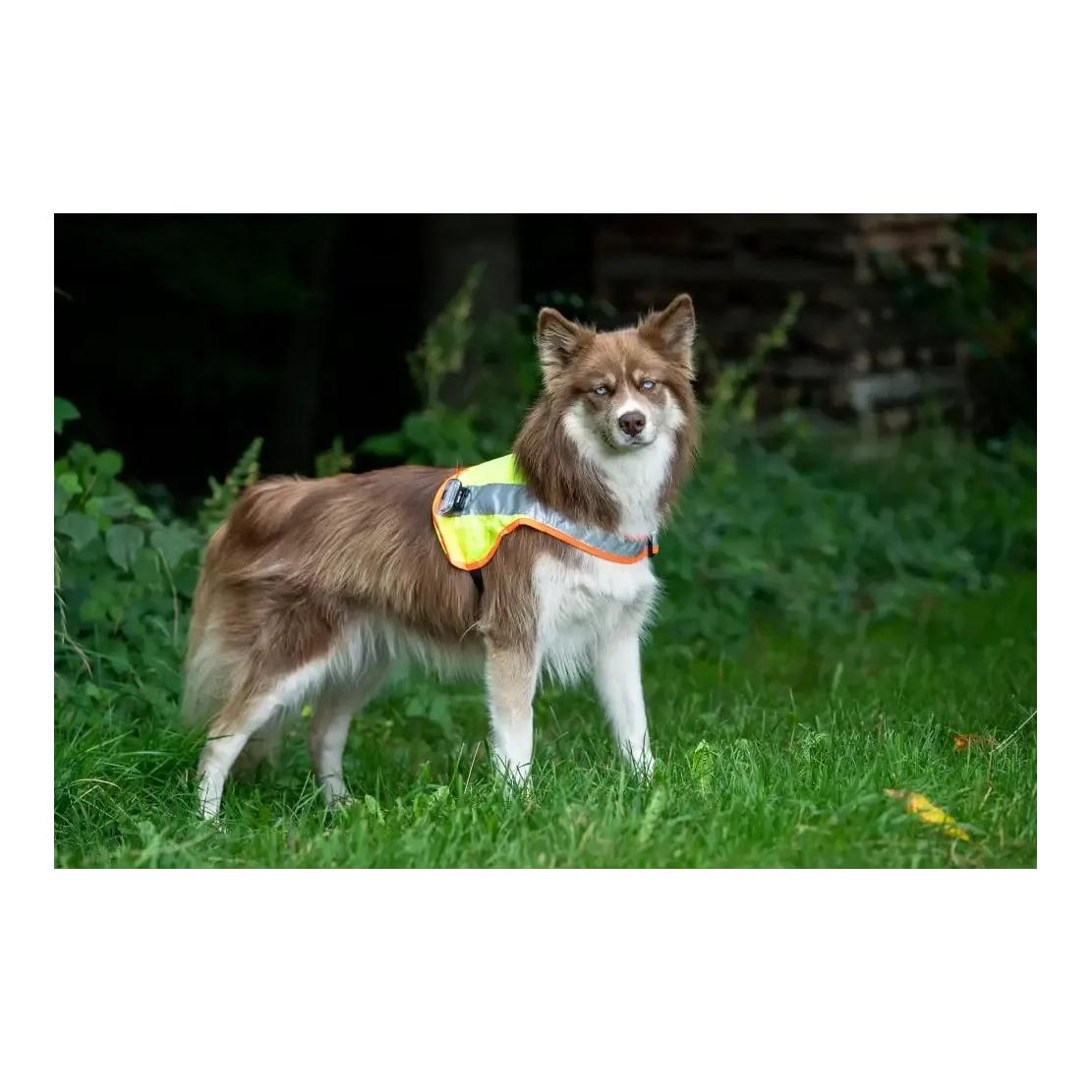 Hundeleuchtdecke Balou LED