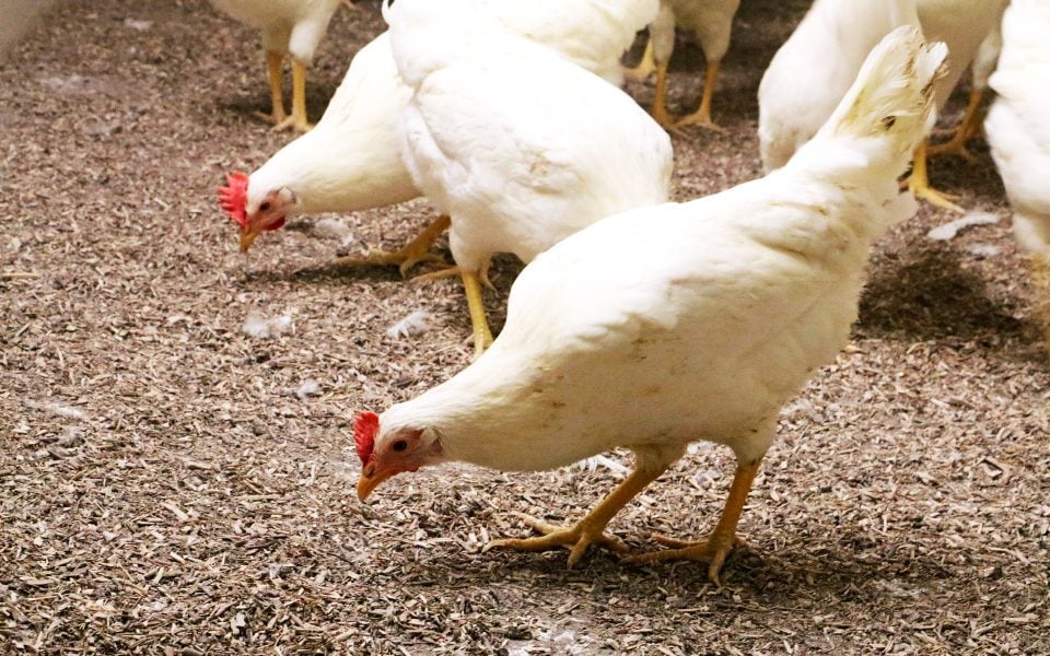 Sols forestiers bio 70L