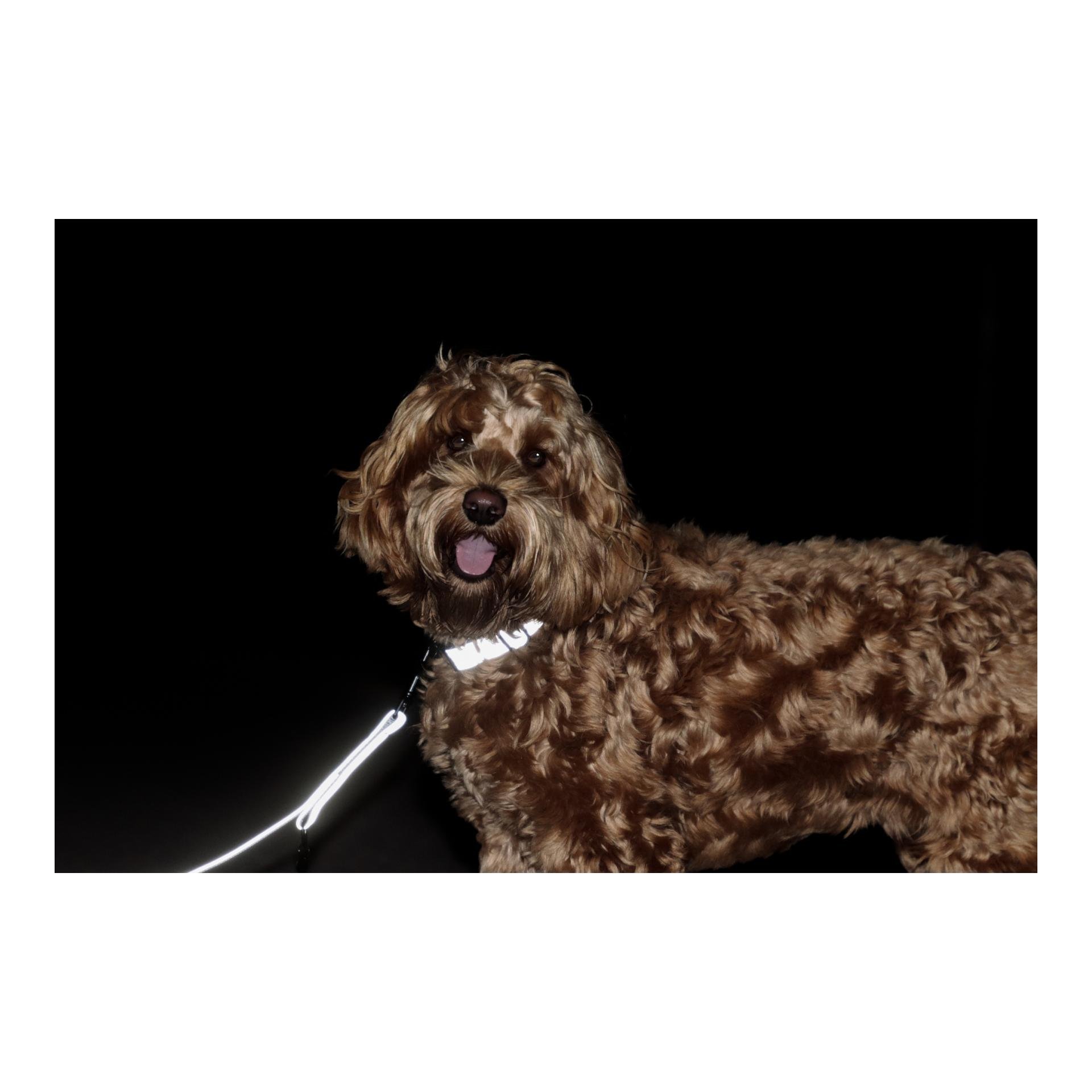 Hundehalsband Reflective - silber