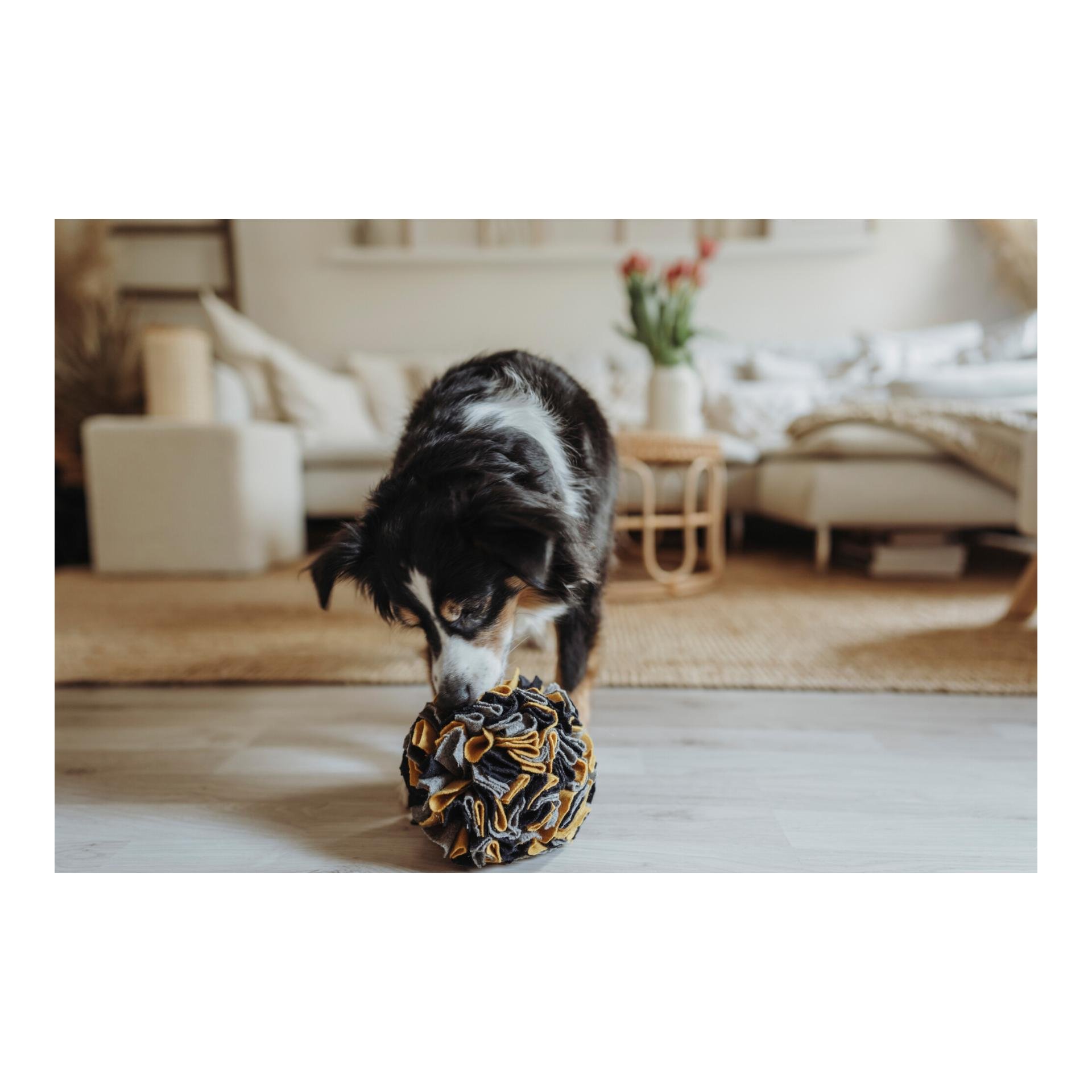 Schnüffelball Eiby