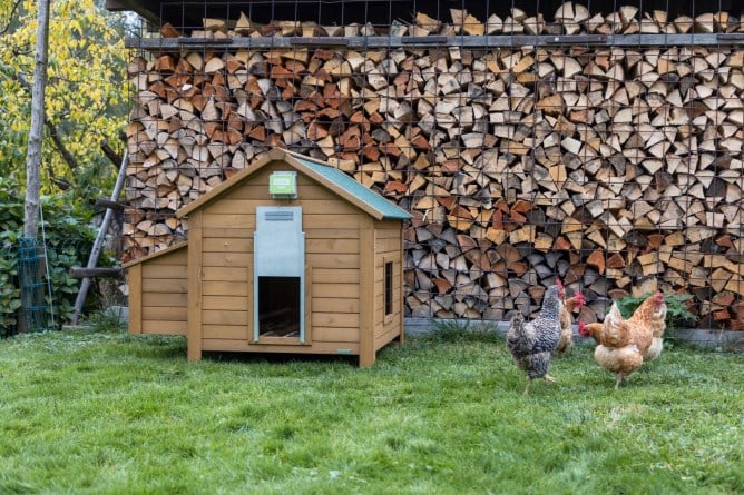 Automatische Steuerung für Hühnertür Basic