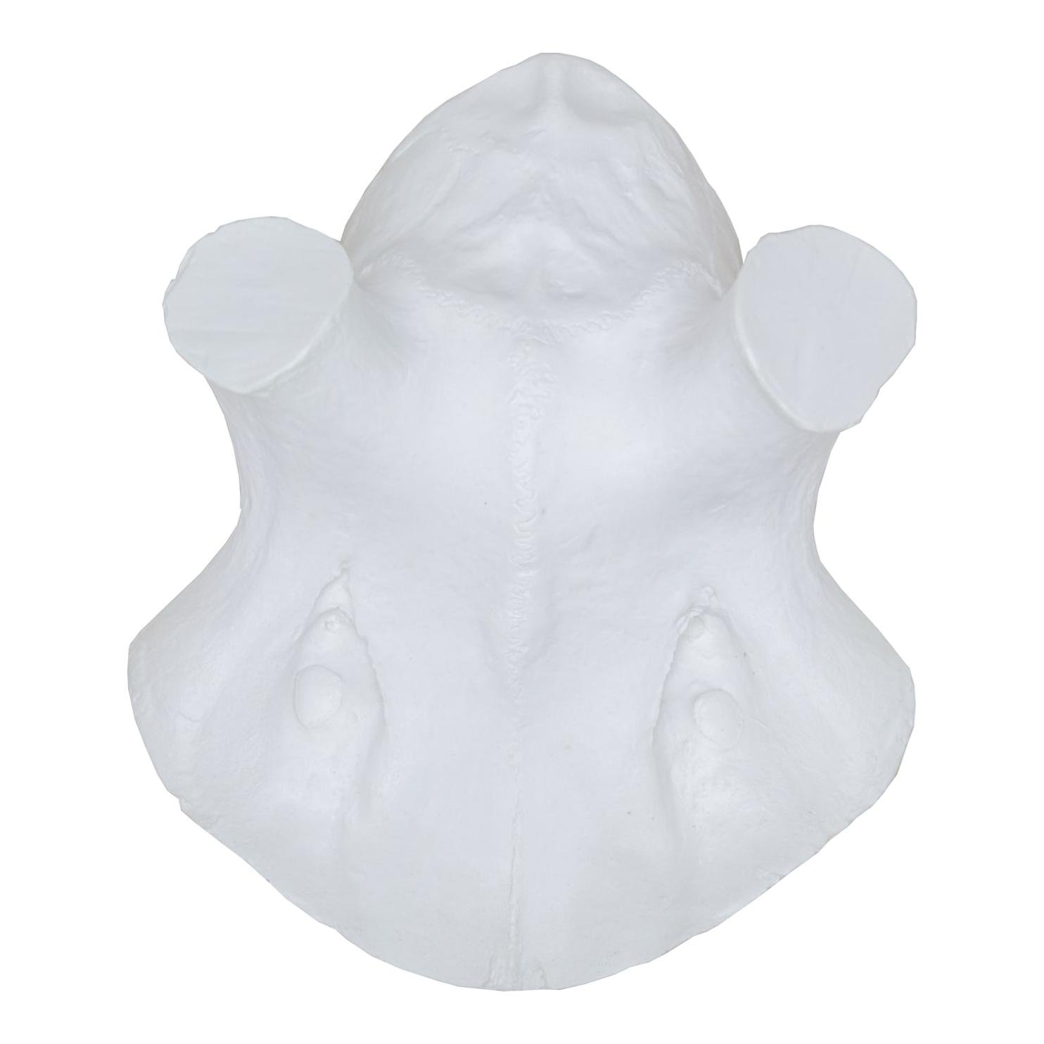 Kunstschädel Hirsch Klein