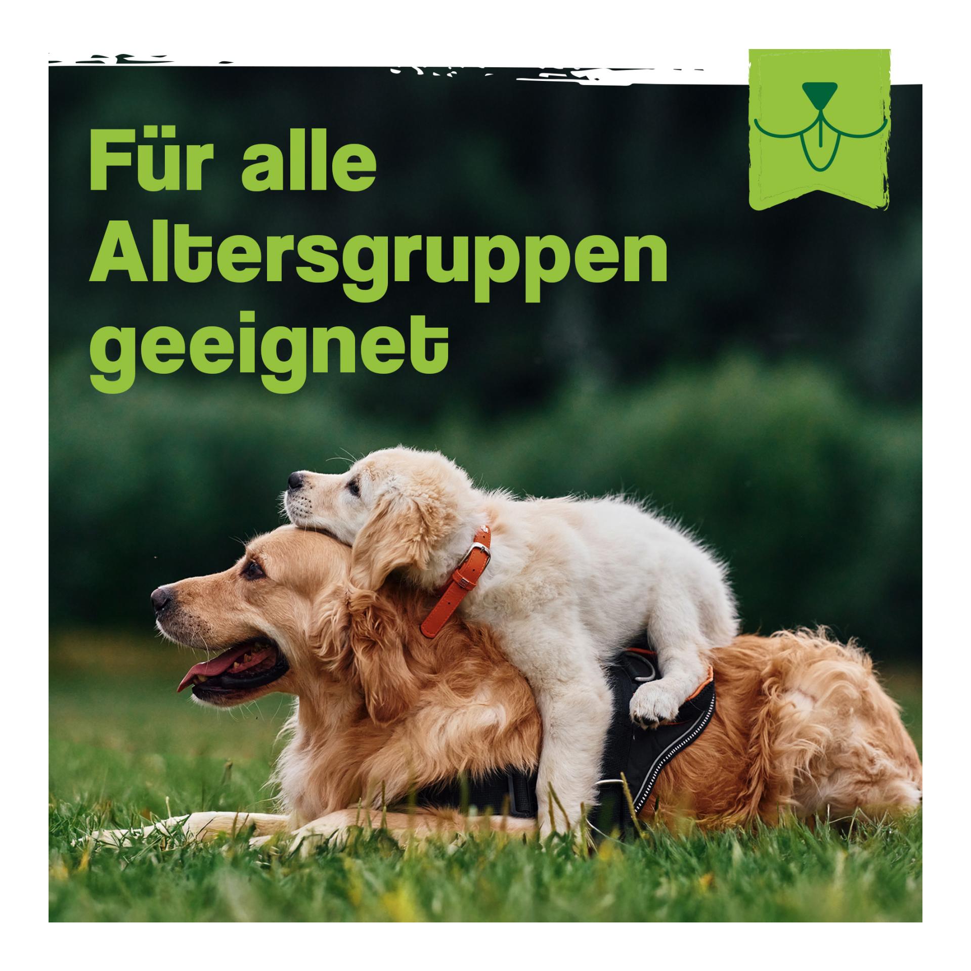 Darmbiotic Pulver - Probiotika zur Darmsanierung für den Hund