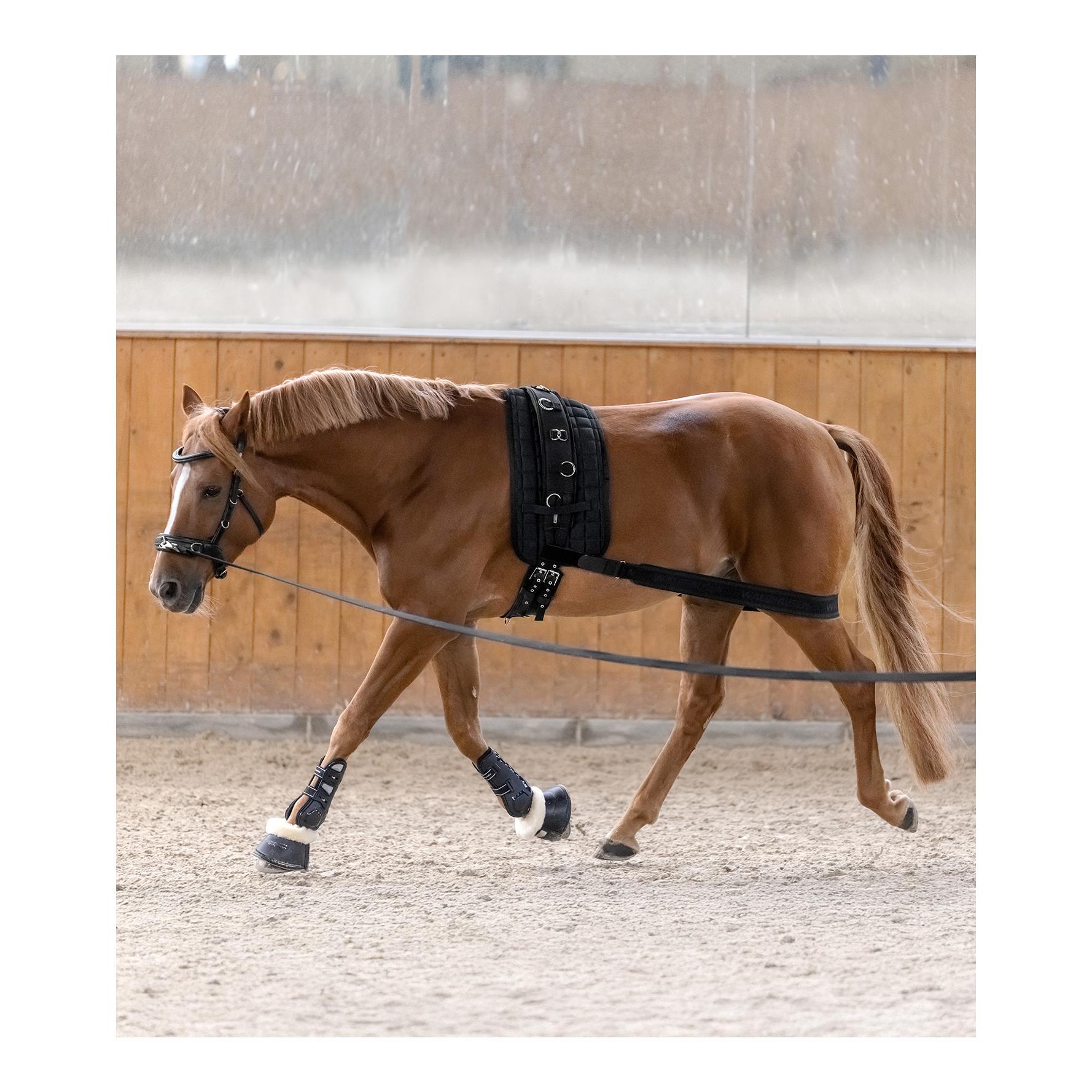 Waldhausen Körperbandage - Aktivierung der Hinterhand