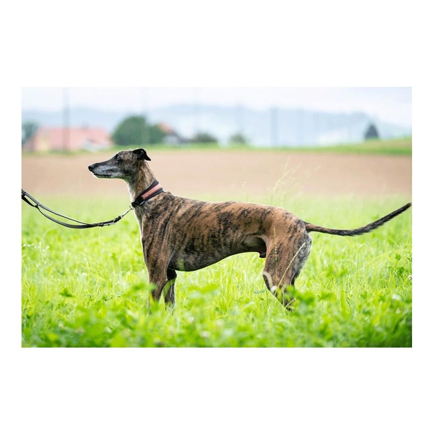 Laisse de chien en cuir gras