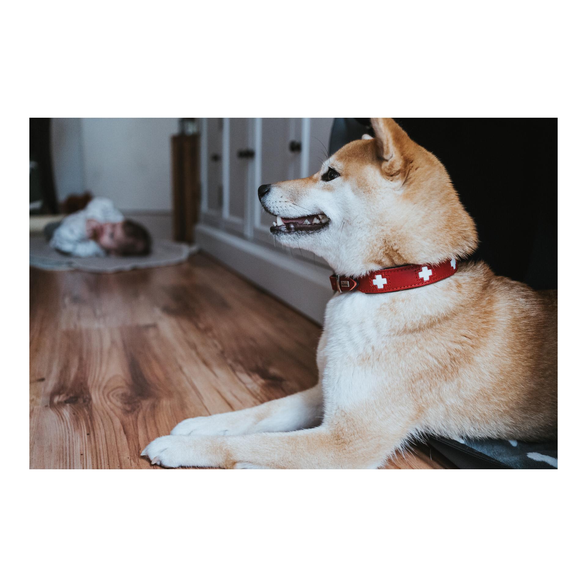 Halsband Swiss Echtleder - rot