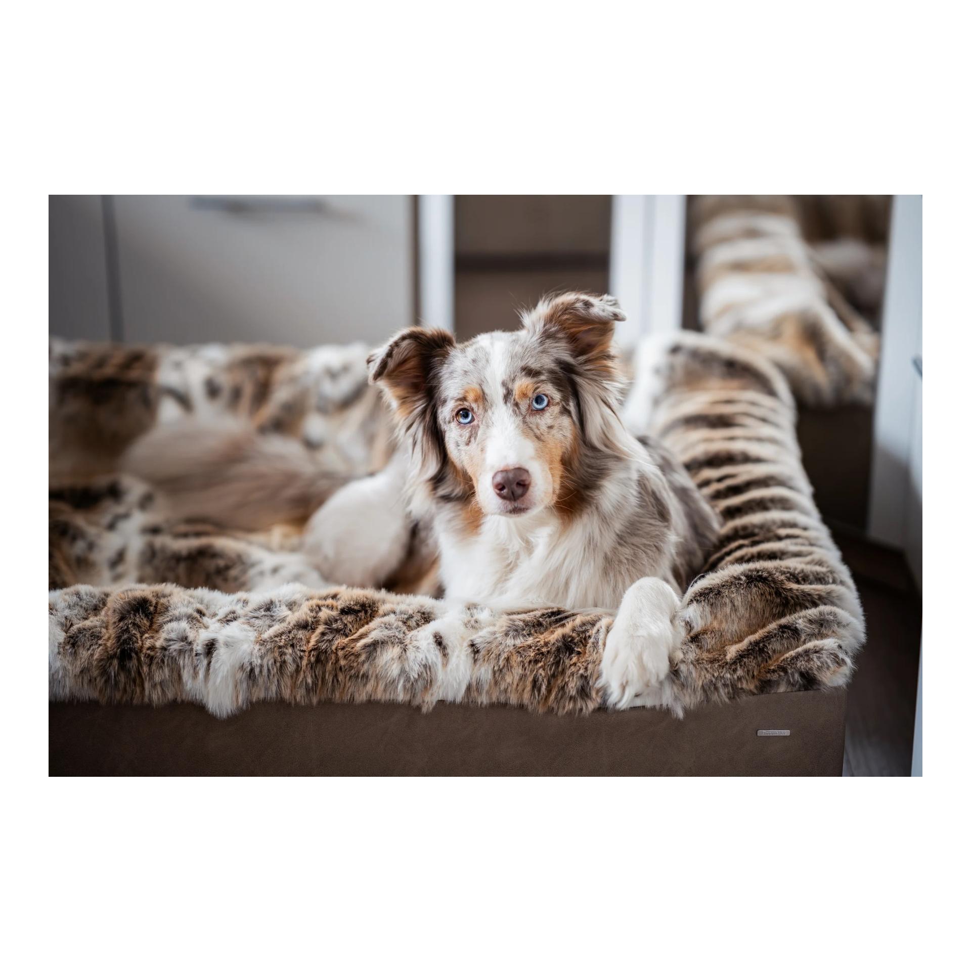 Dogspring by MAUL Lit pour chien Buddelbox®