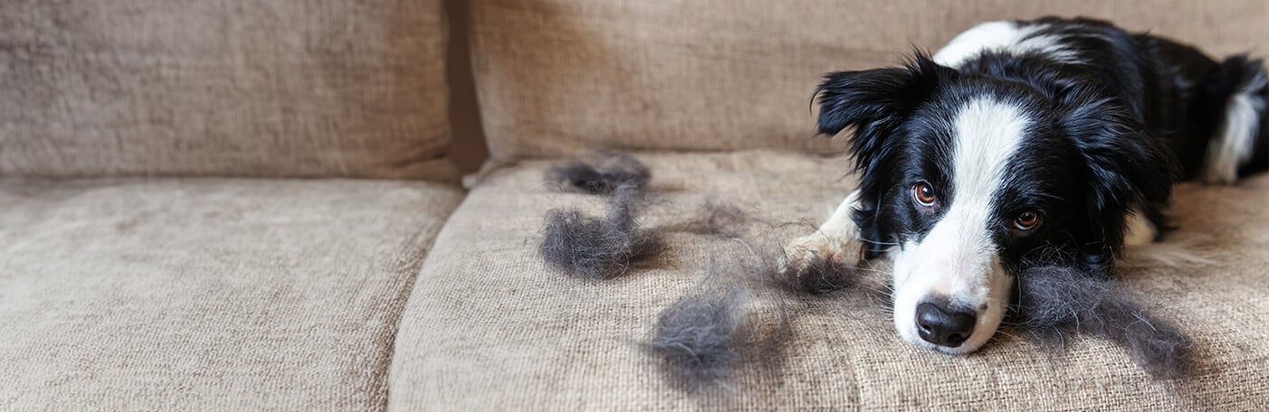 HP-Hund-Fellwechsel-1400x456