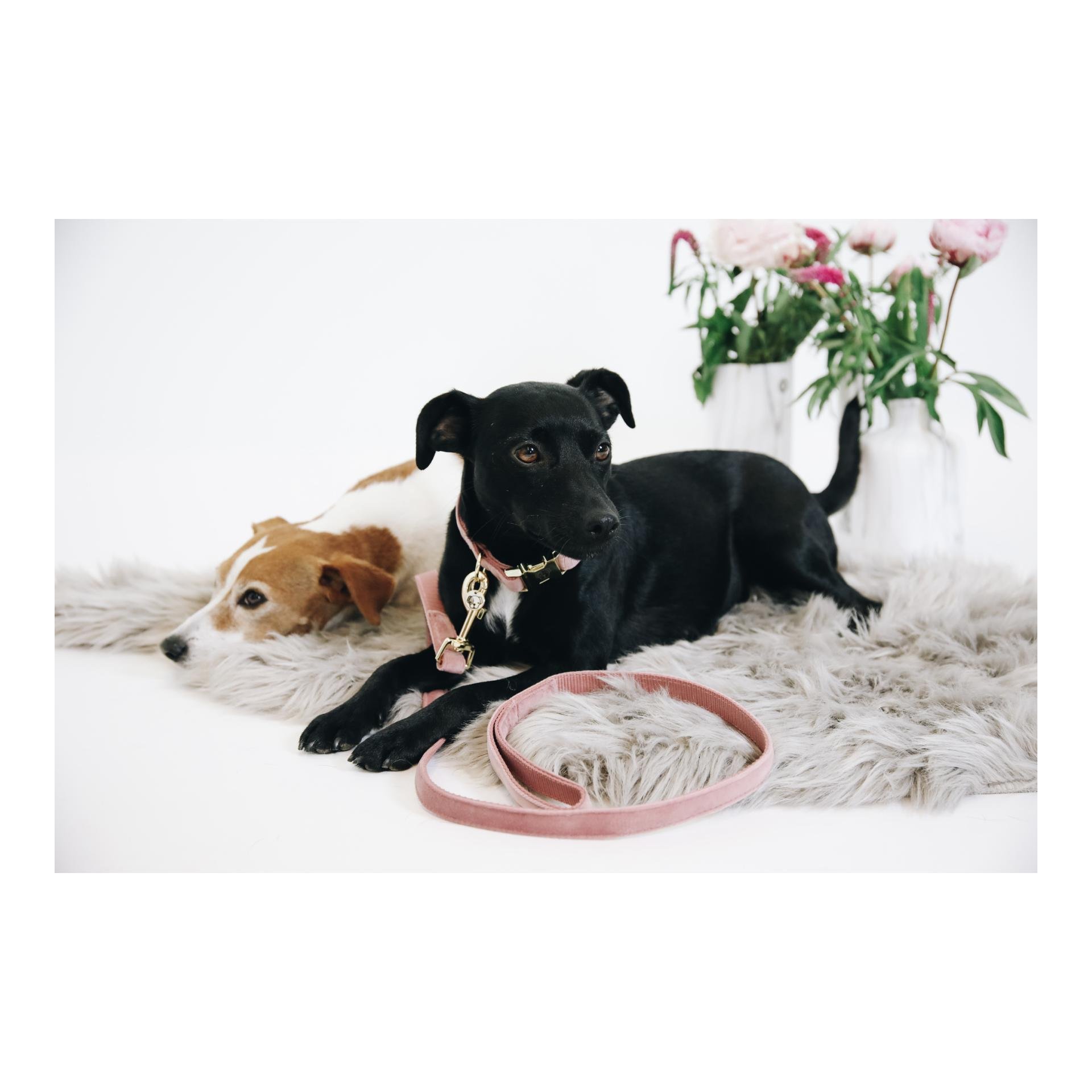 Hundeleine Velvet - old rose