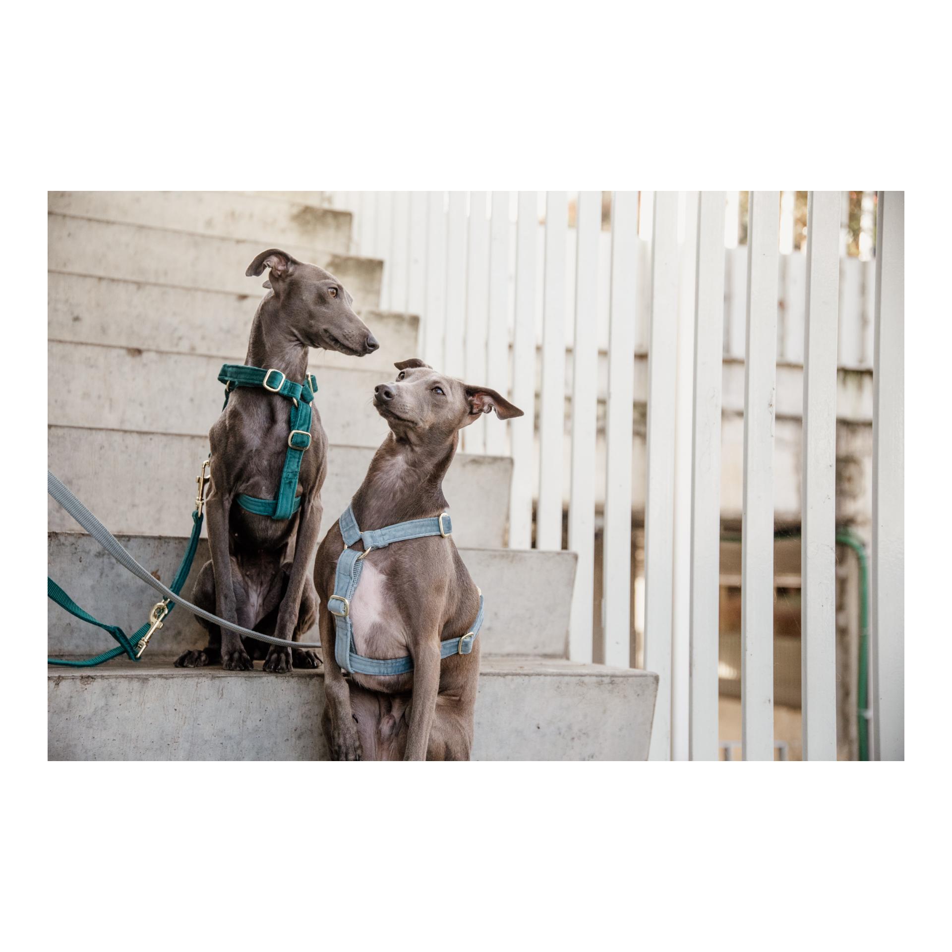 Hundegeschirr Loop Velvet - light blue