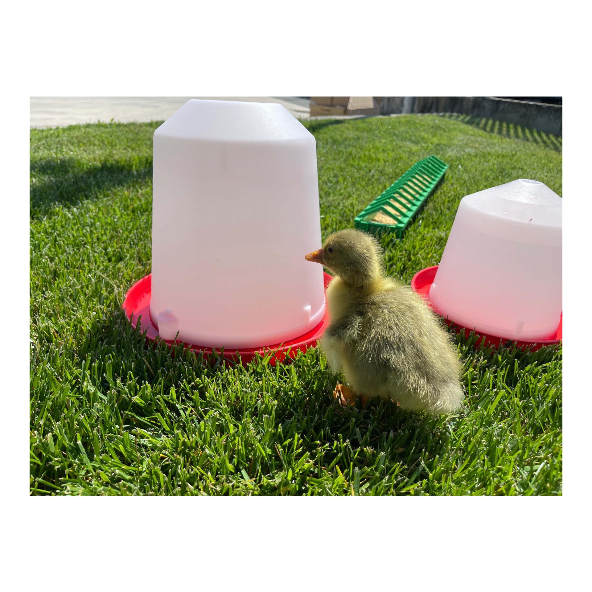 Siphontränke für Geflügel