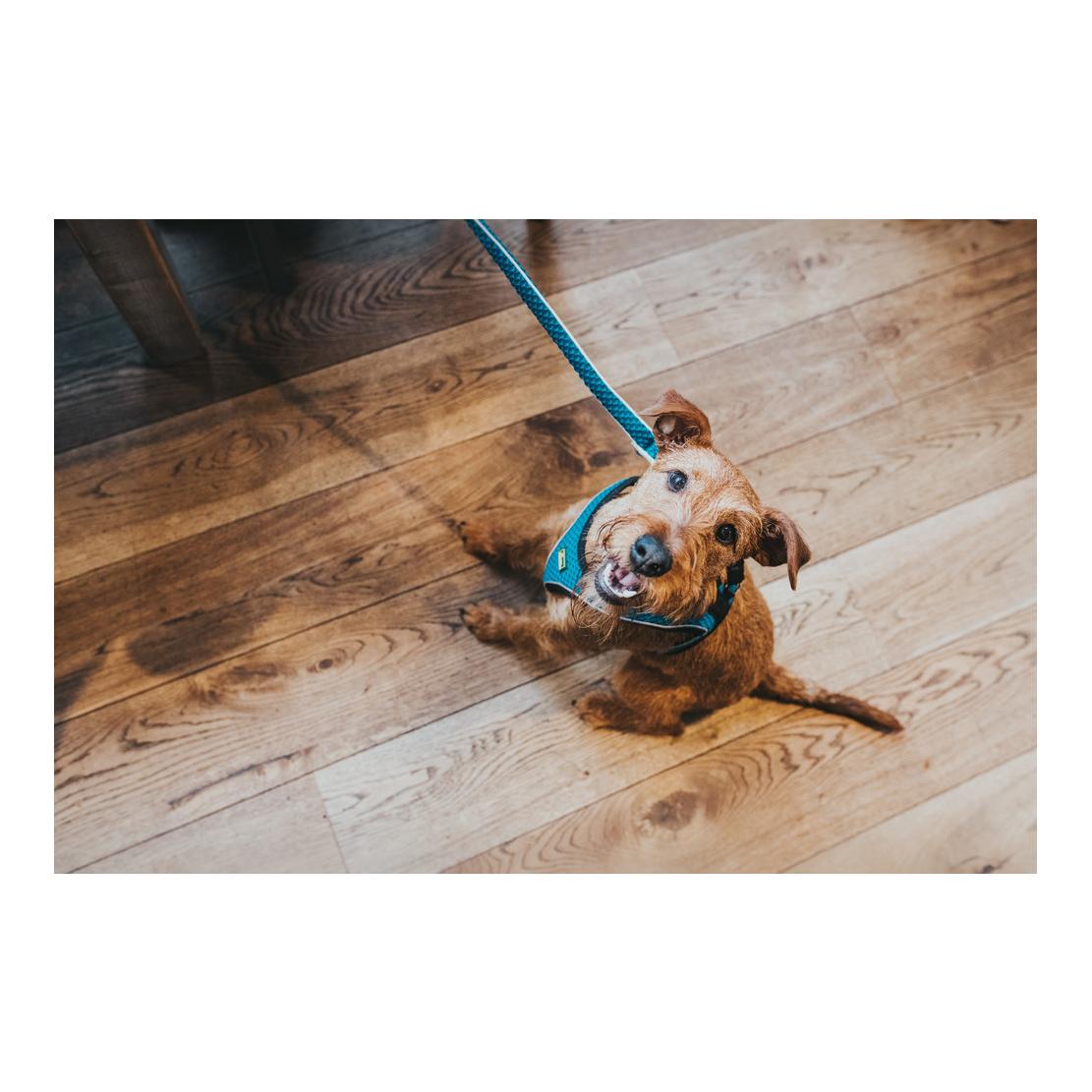 Hundegeschirr Hilo Comfort - türkis