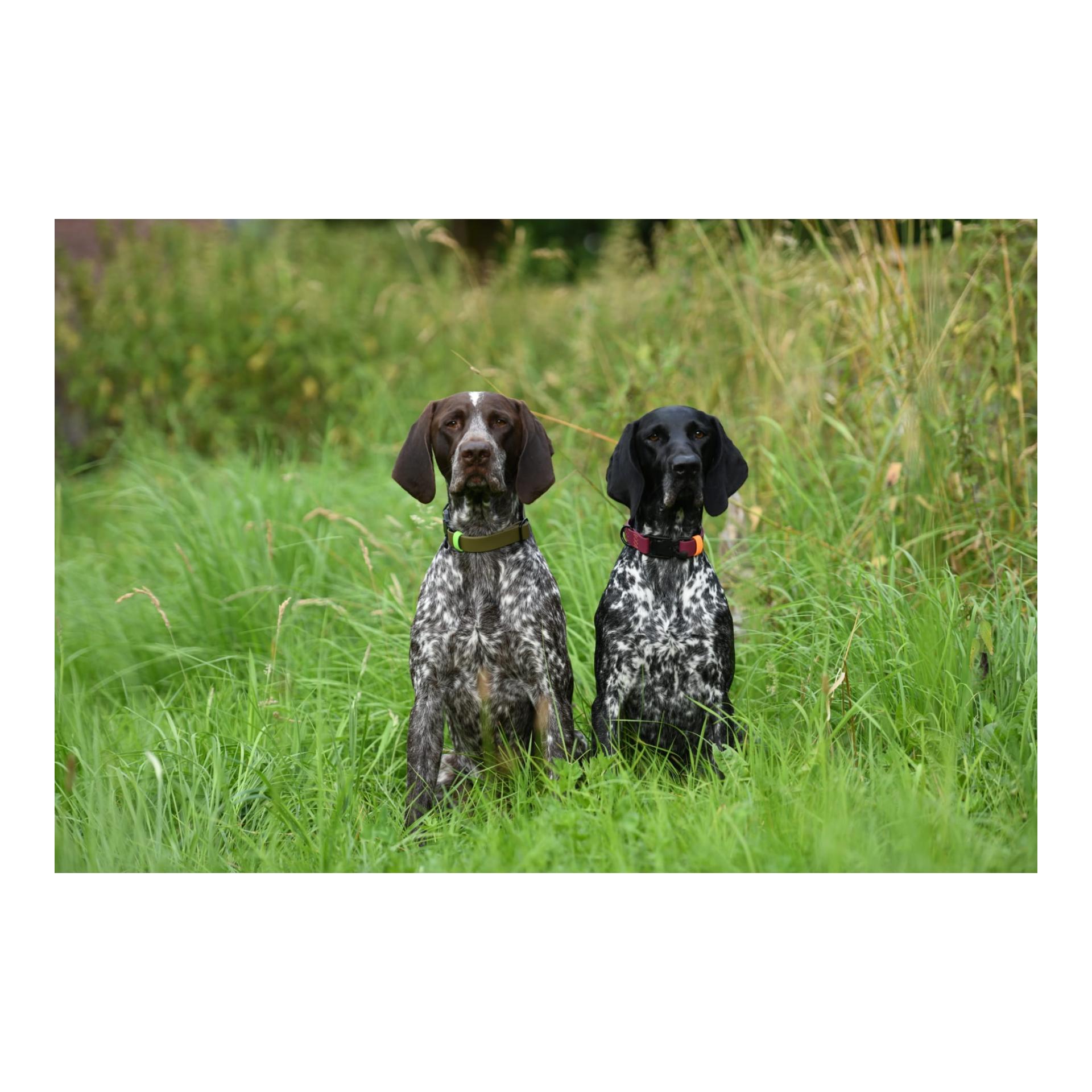 Collier de chien Biothane Ipanema