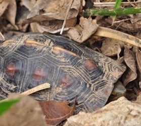 hauptner-landschildkroeten