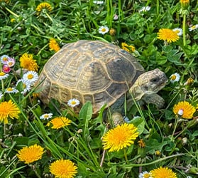 hauptner-landschildkroeten