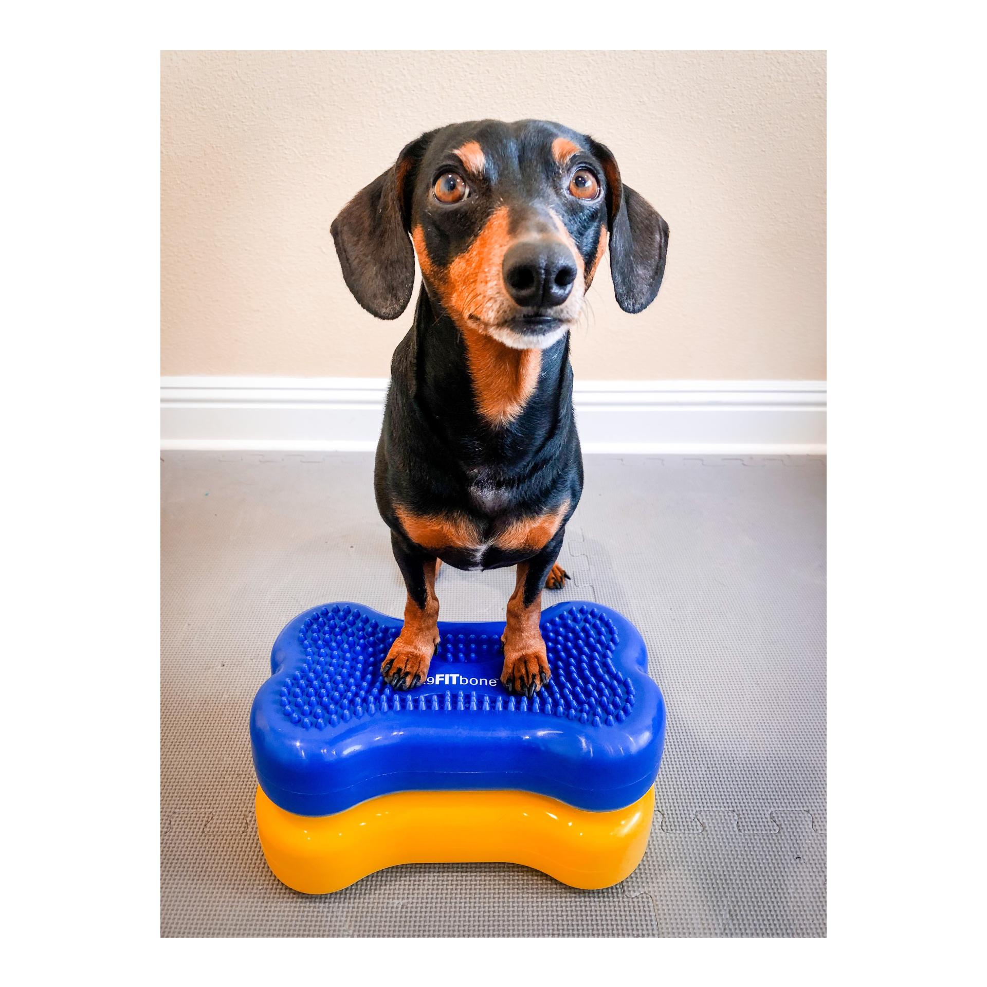 K9FITbone MINI,  2er Set