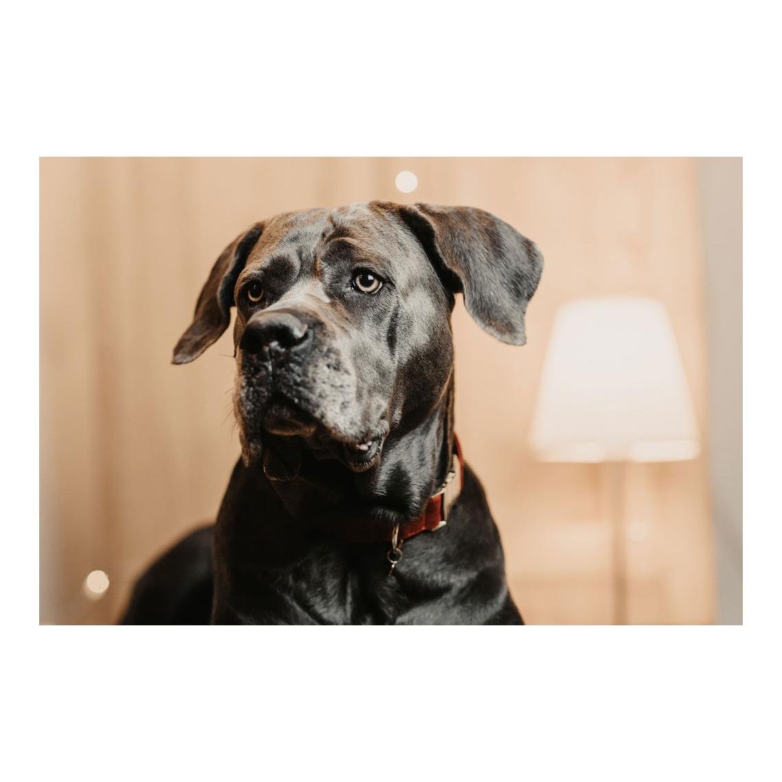 Hundehalsband Corduroy - bordeaux