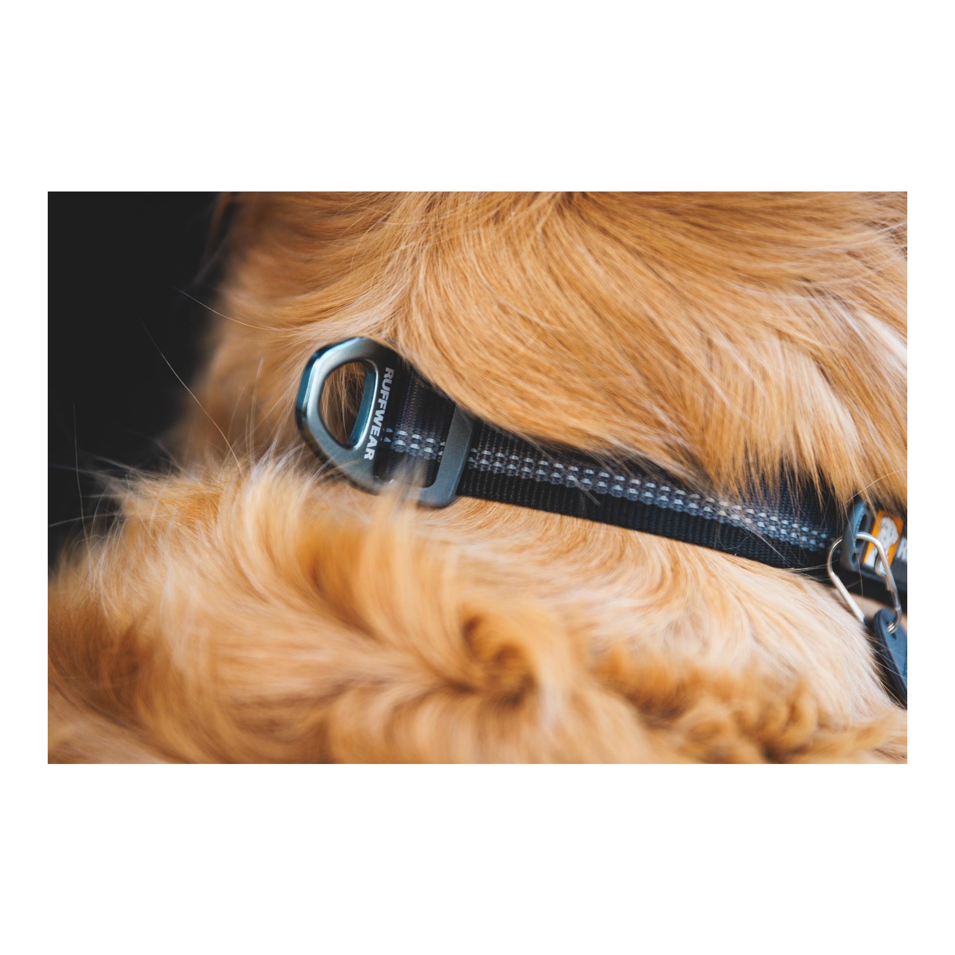 Top Rope Collar Hundehalsband