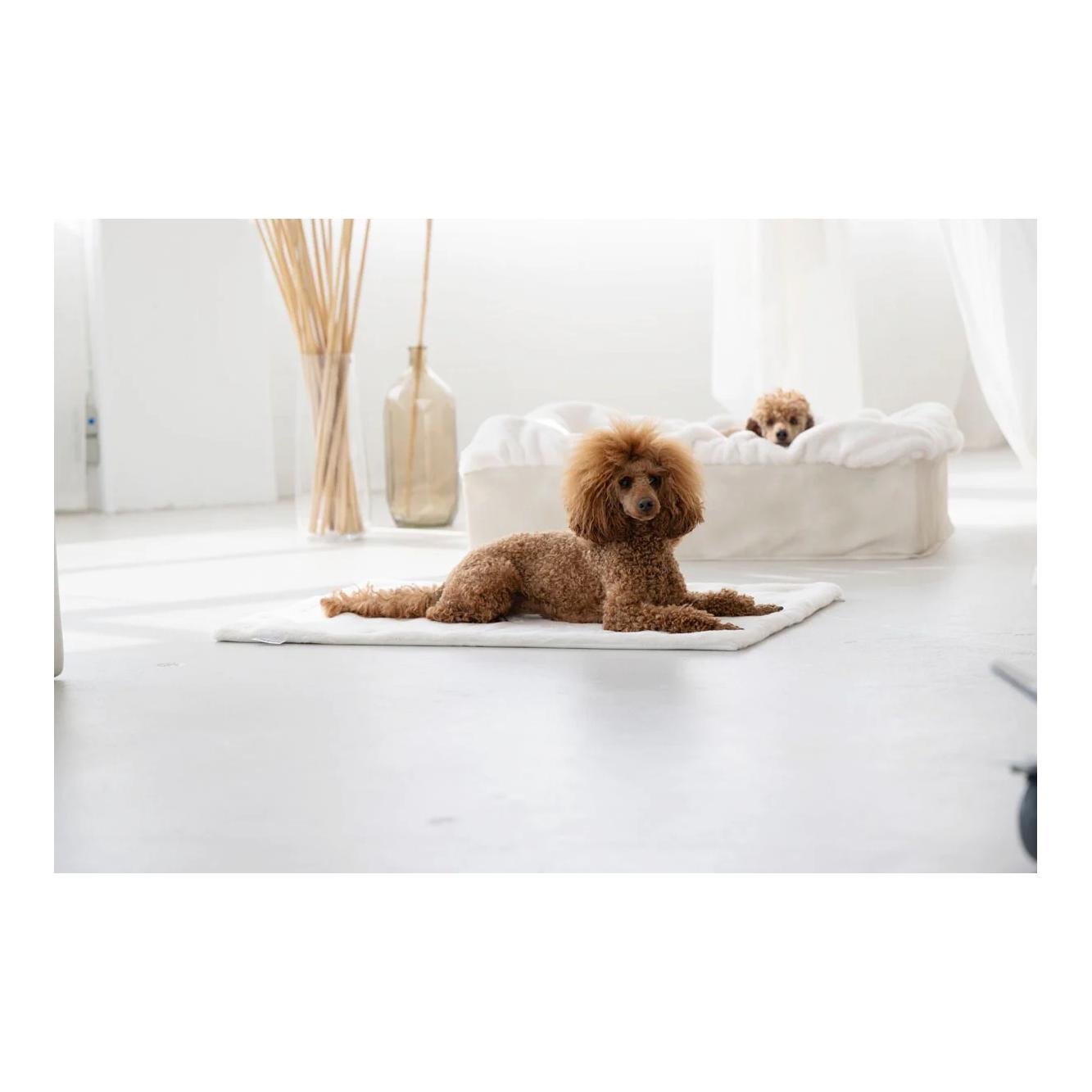 Dogspring by MAUL Lit pour chien Buddelbox®