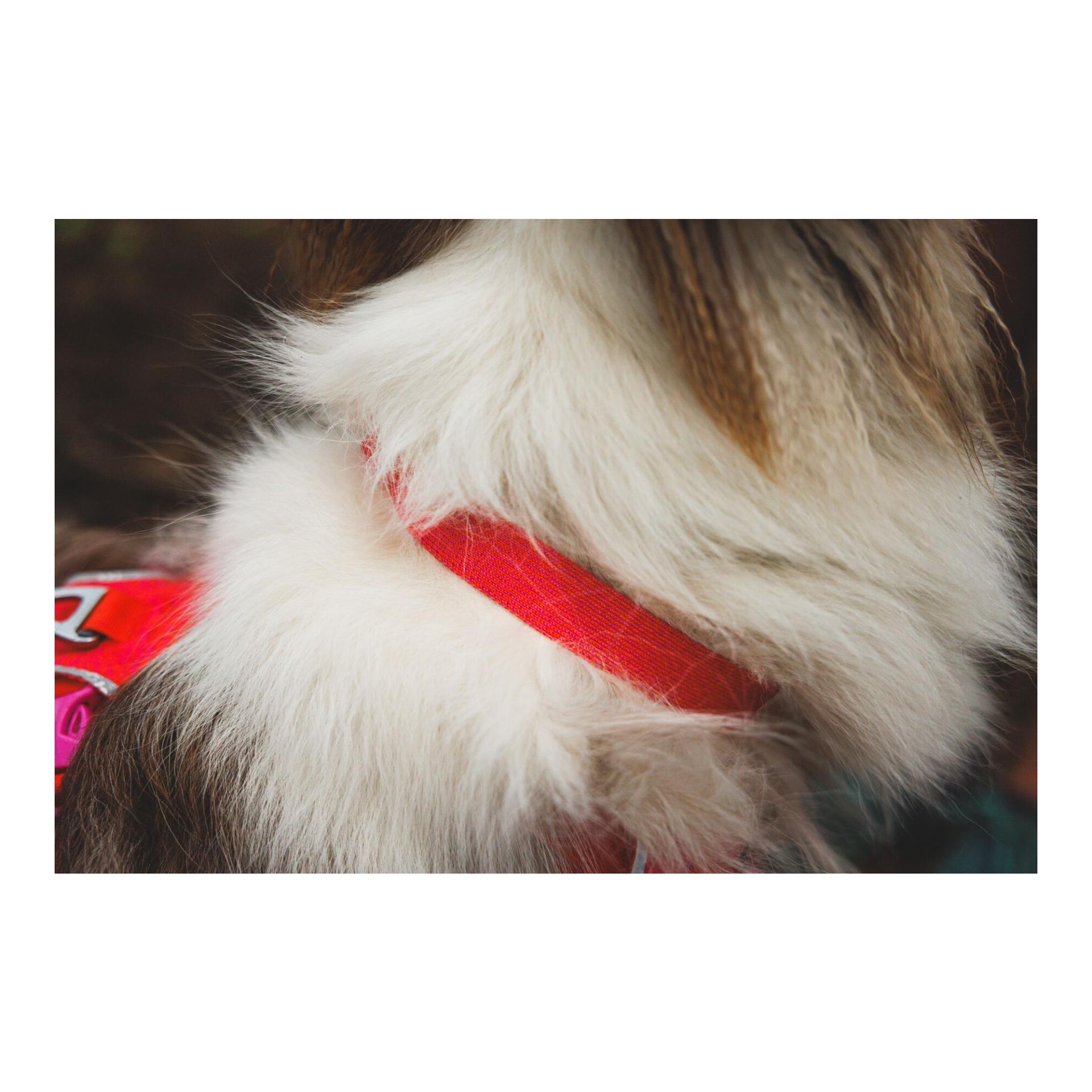 Ruffwear Front Range™ Flex Hundehalsband