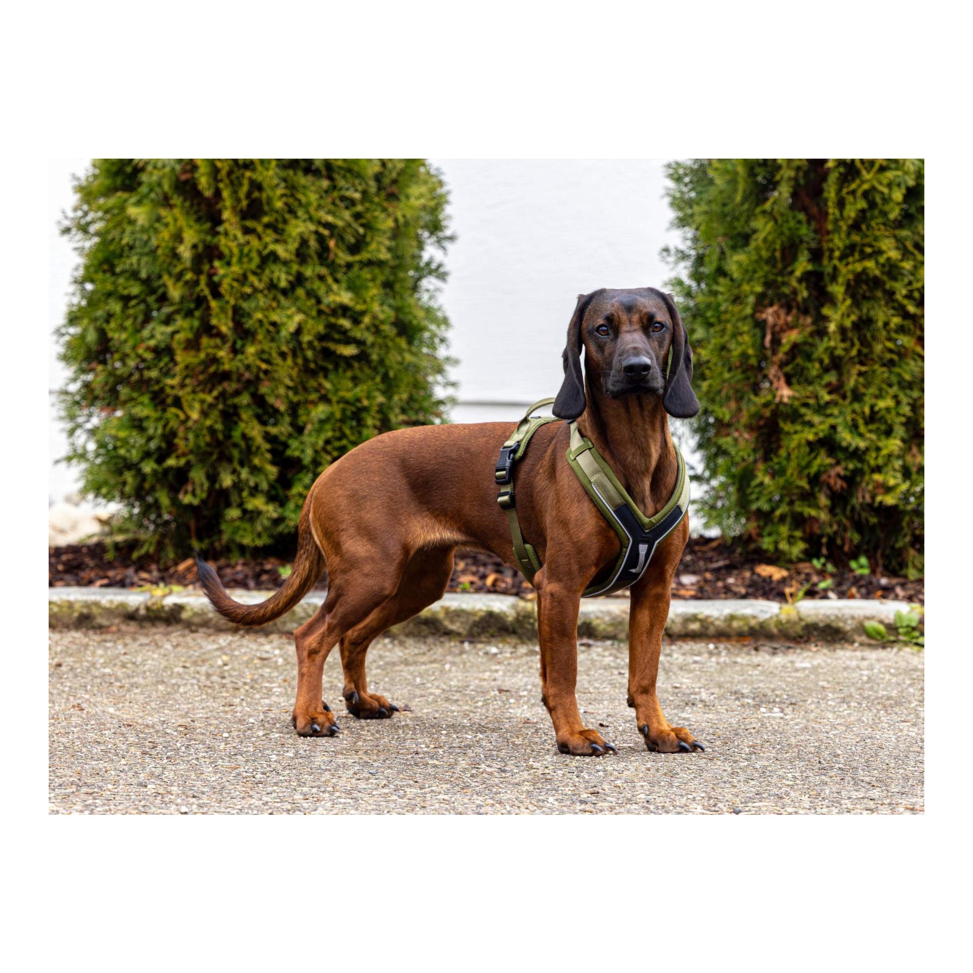 Kerbl Pet Hundegeschirr Dallas