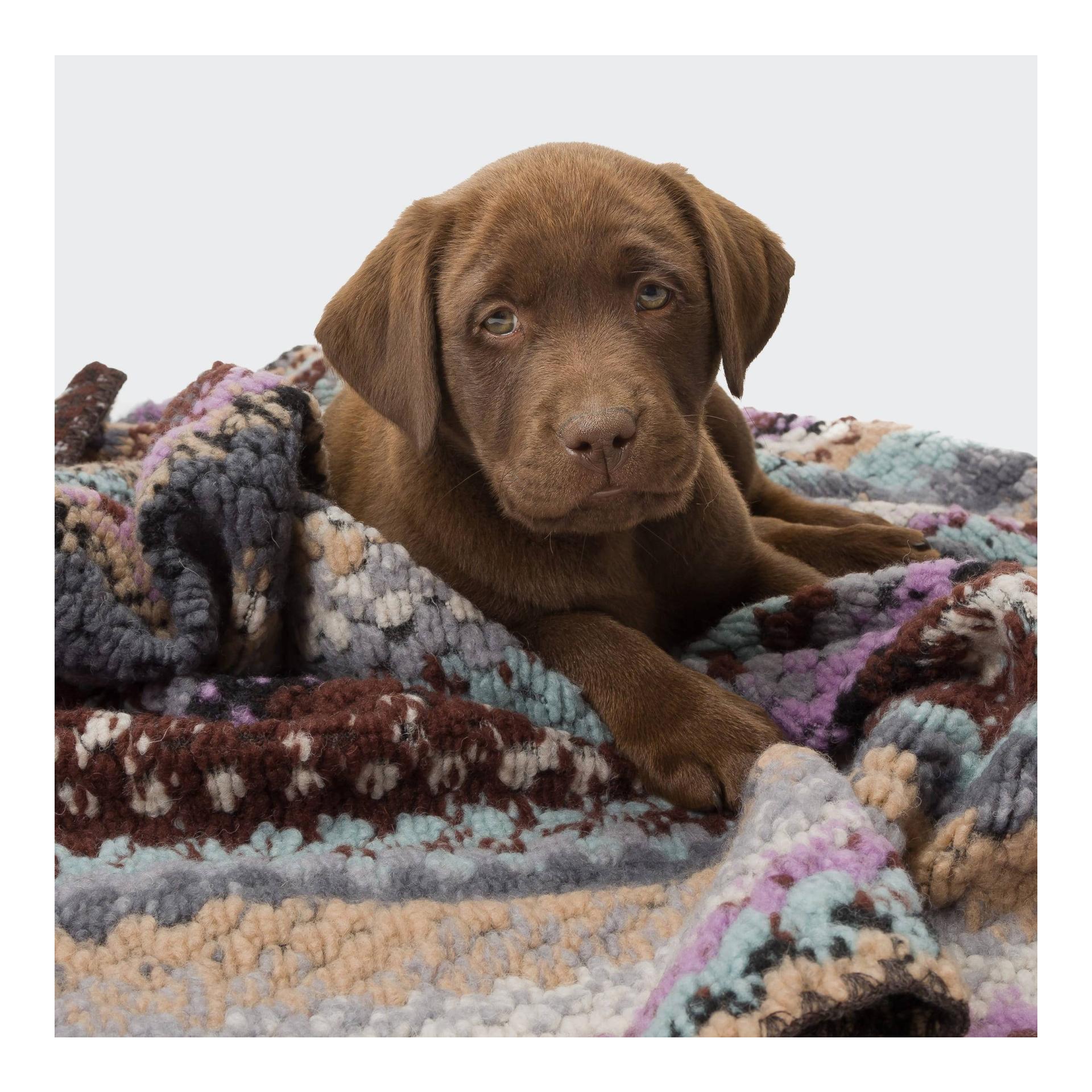 Hundedecke Woodstock