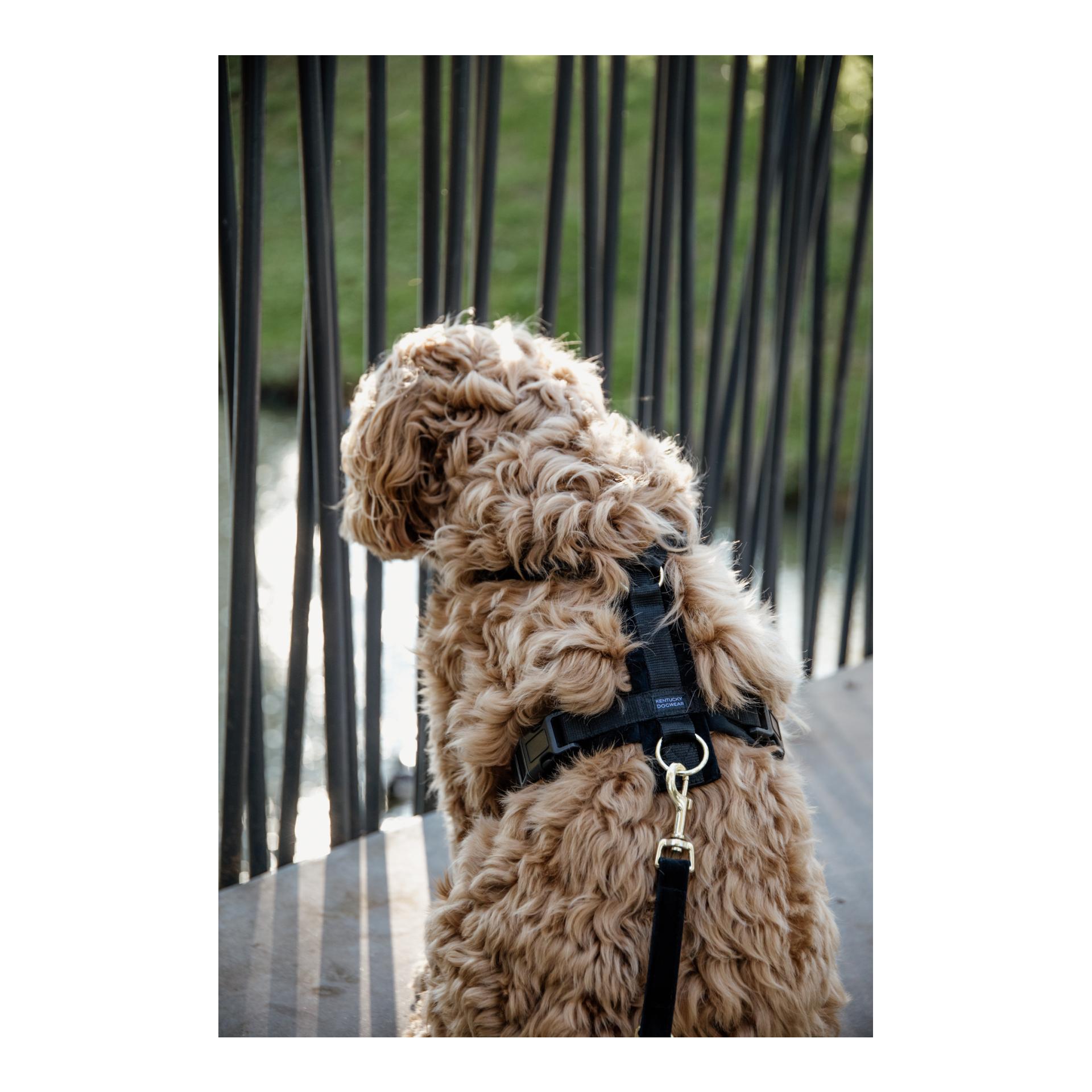 Harnais pour chien Active Velvet